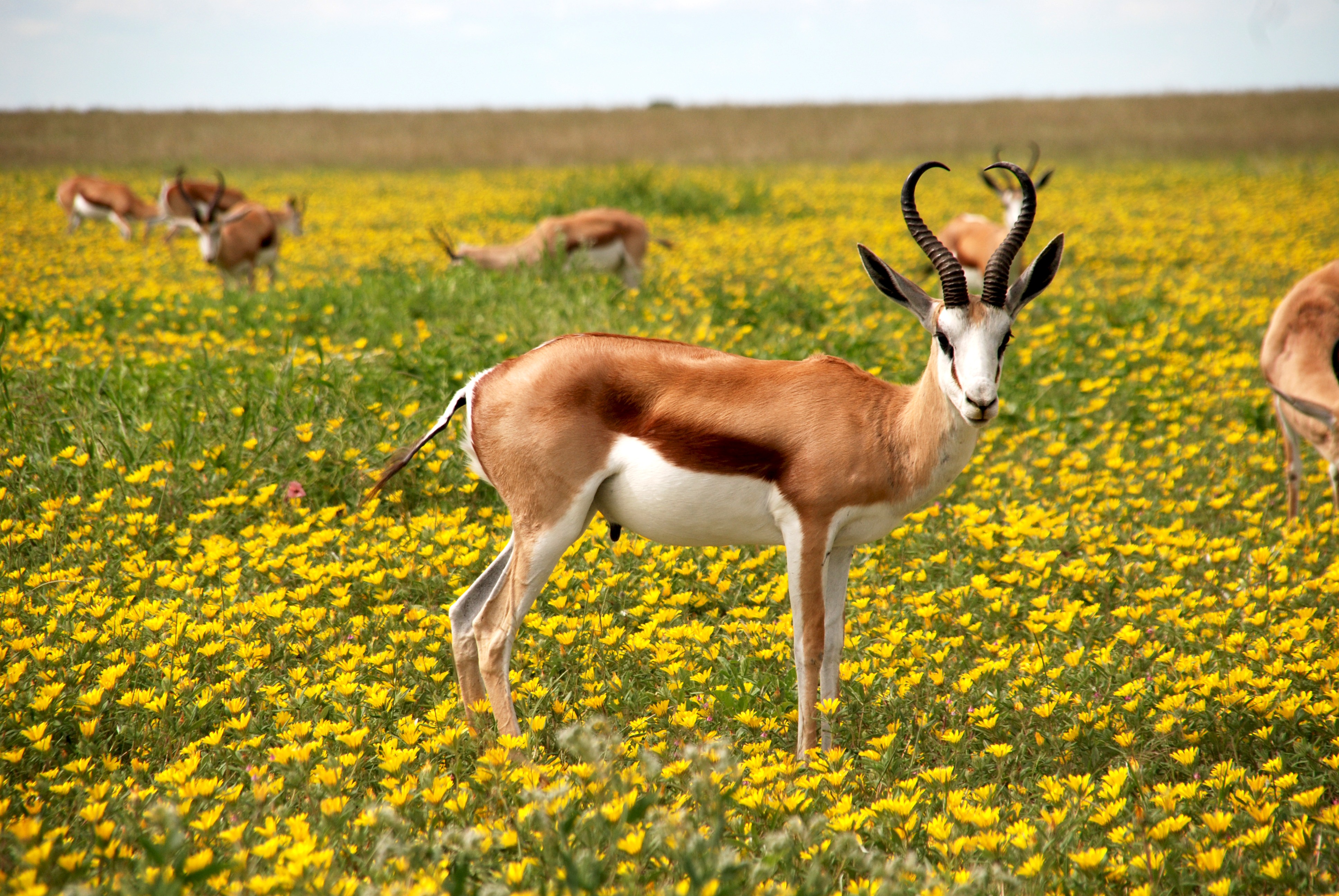 774767 Hintergrundbild herunterladen tiere, antilope, blume, springbock, gelbe blume - Bildschirmschoner und Bilder kostenlos