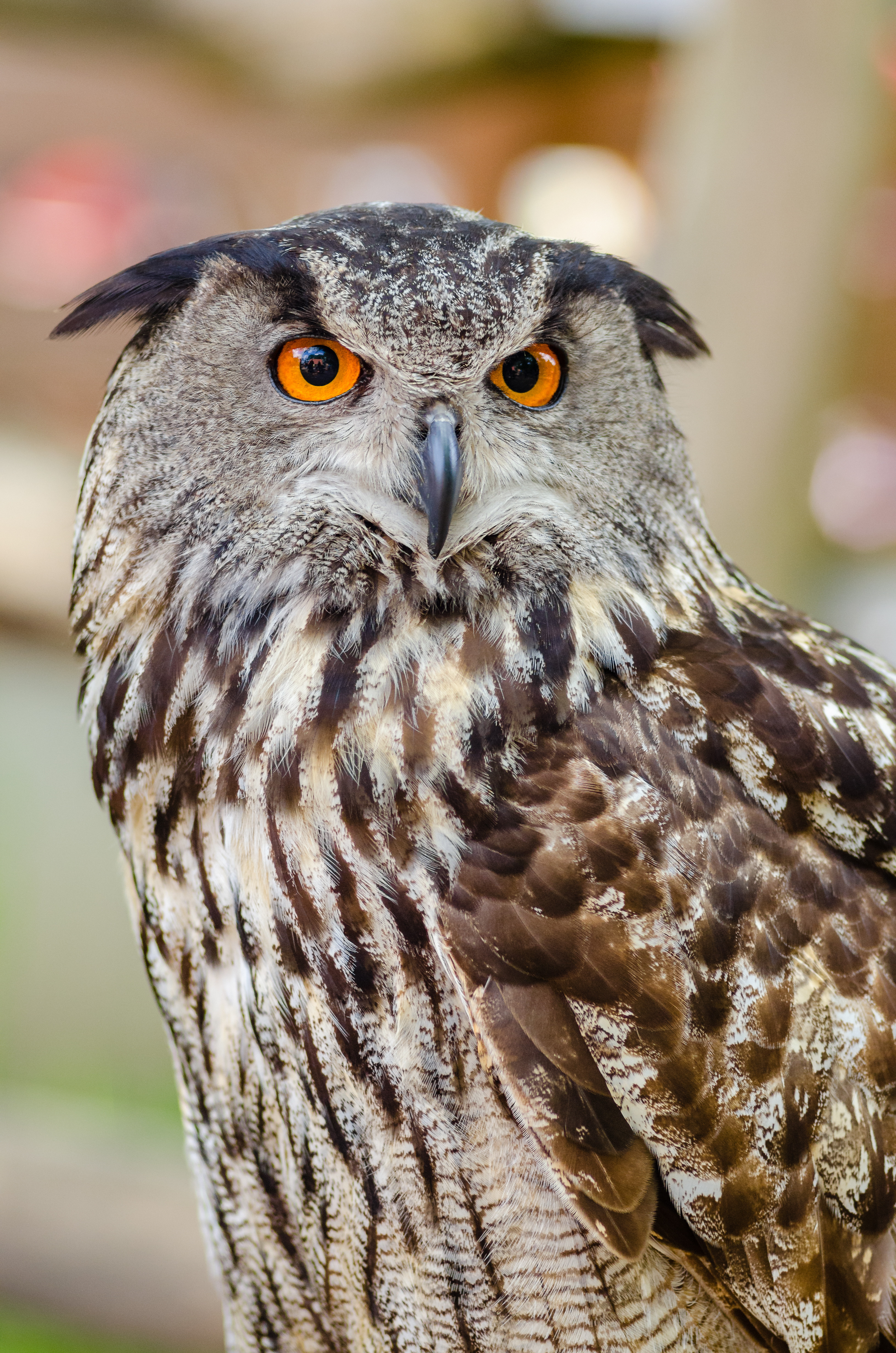 eagle owl, animals, owl, bird, predator, eurasian eagle owl, eurasian owl