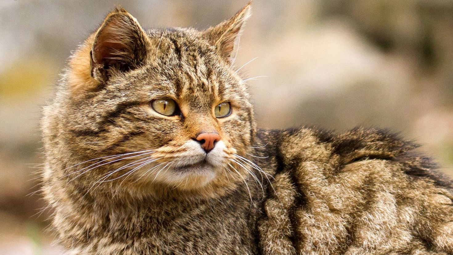 Песни дикая кошка. Европейский Лесной кот камышовый. Дальневосточный Лесной кот. Дикий Лесной кот. Британский Лесной кот.