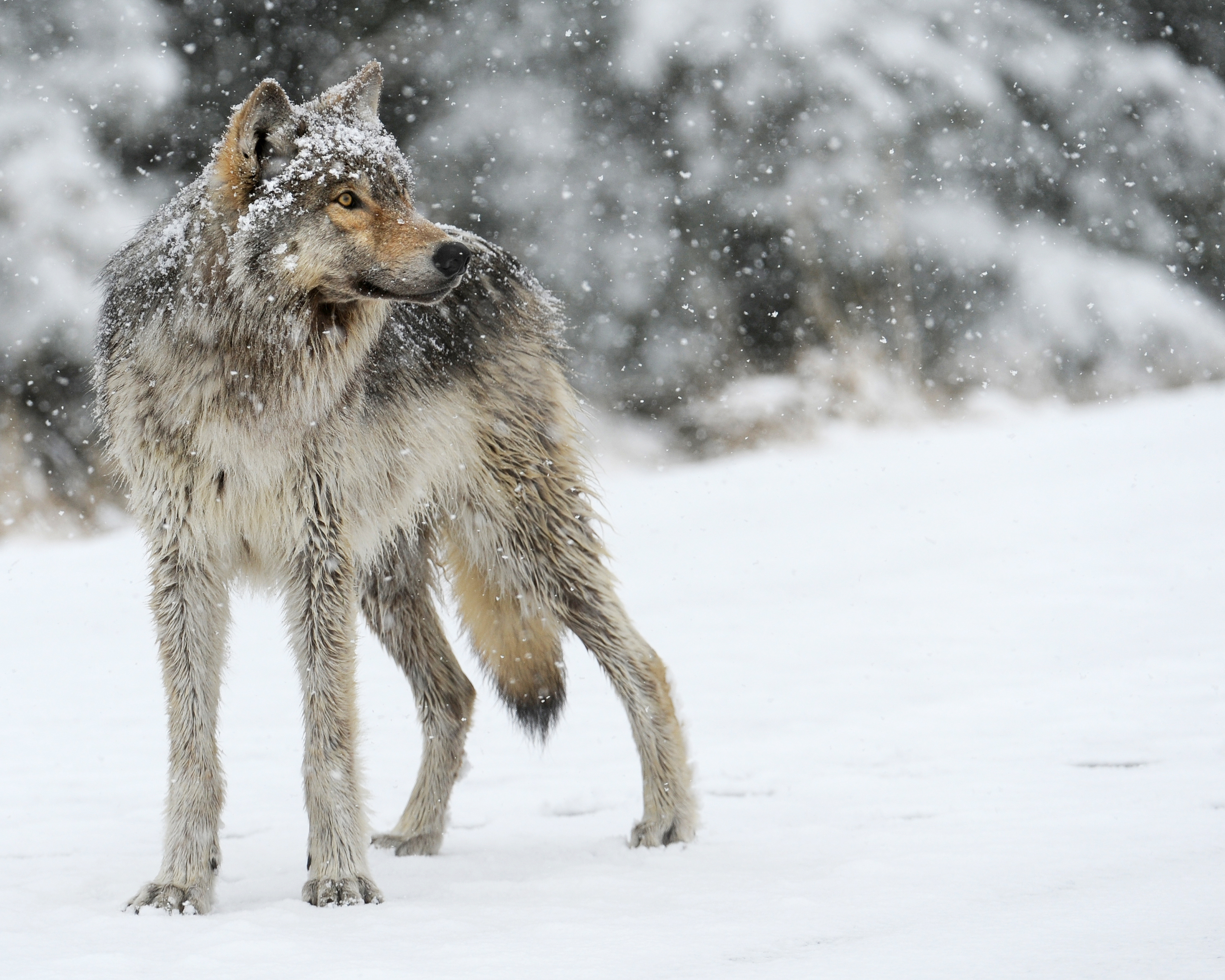 在您的 PC 桌面上免費下載 冬天, 雪, 捕食者, 动物, 狼 圖片