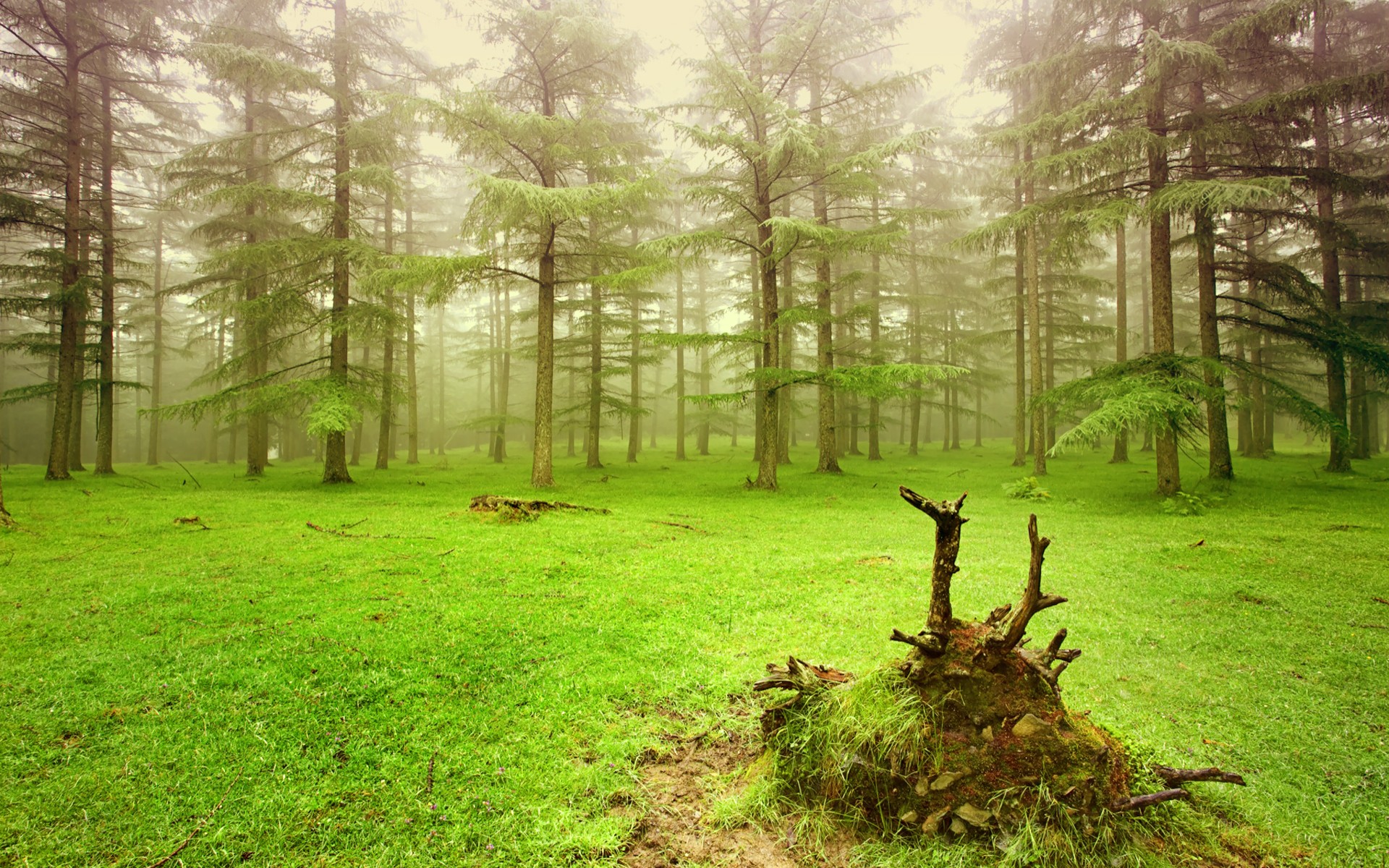 Битцевский лес сосны