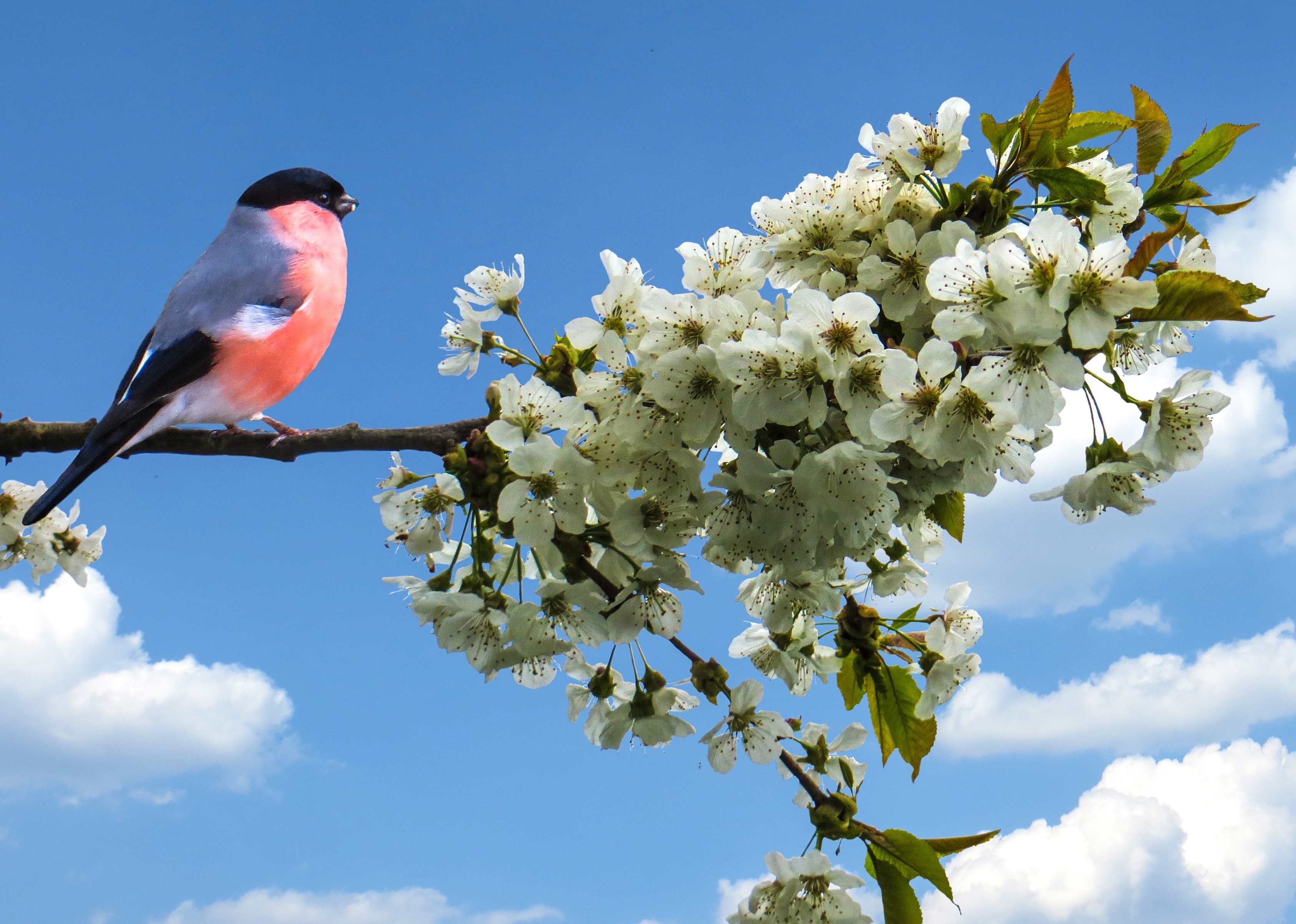 Весна птички