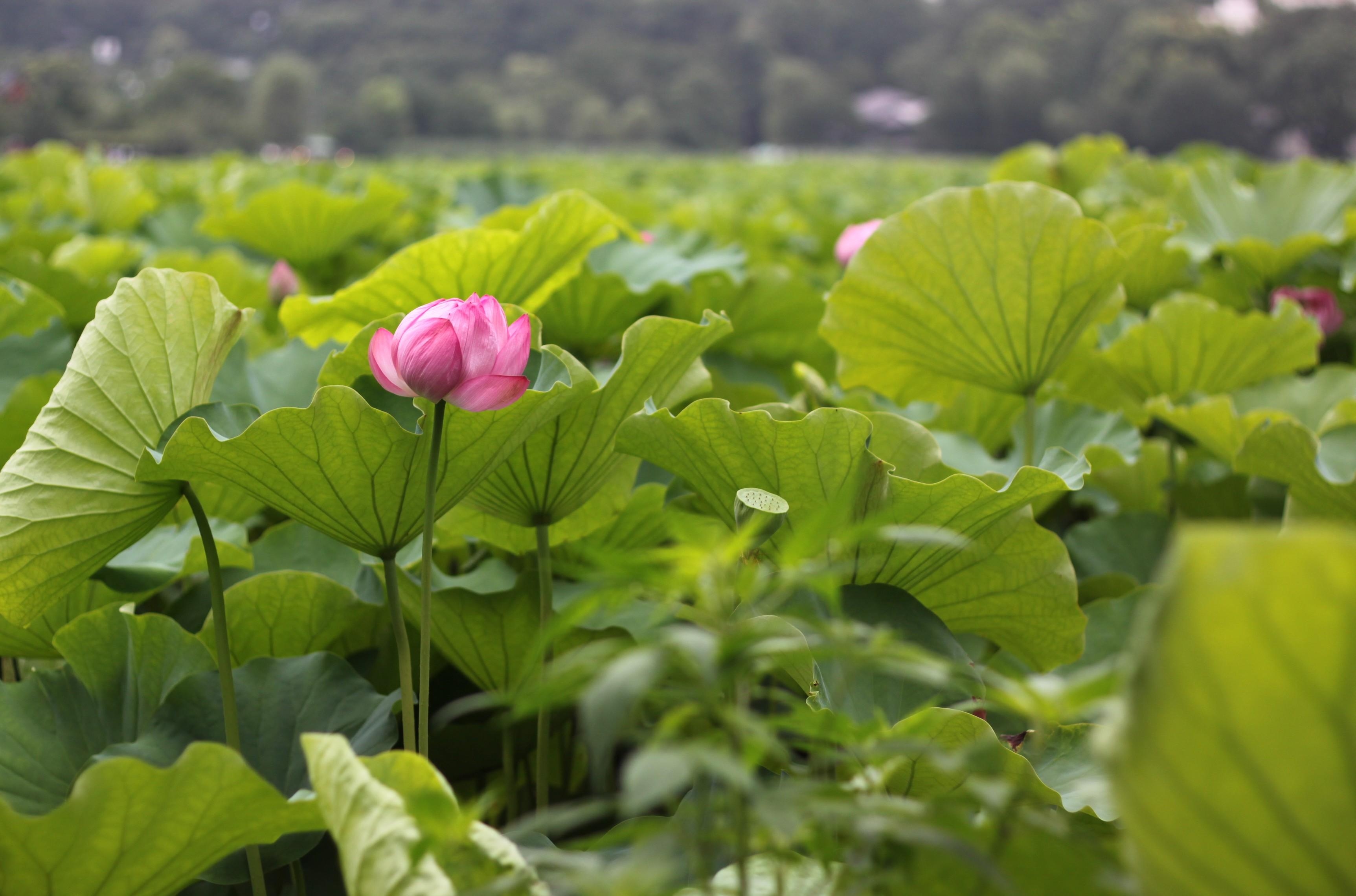 greens, flowers, leaves, sharpness, lotuses for android