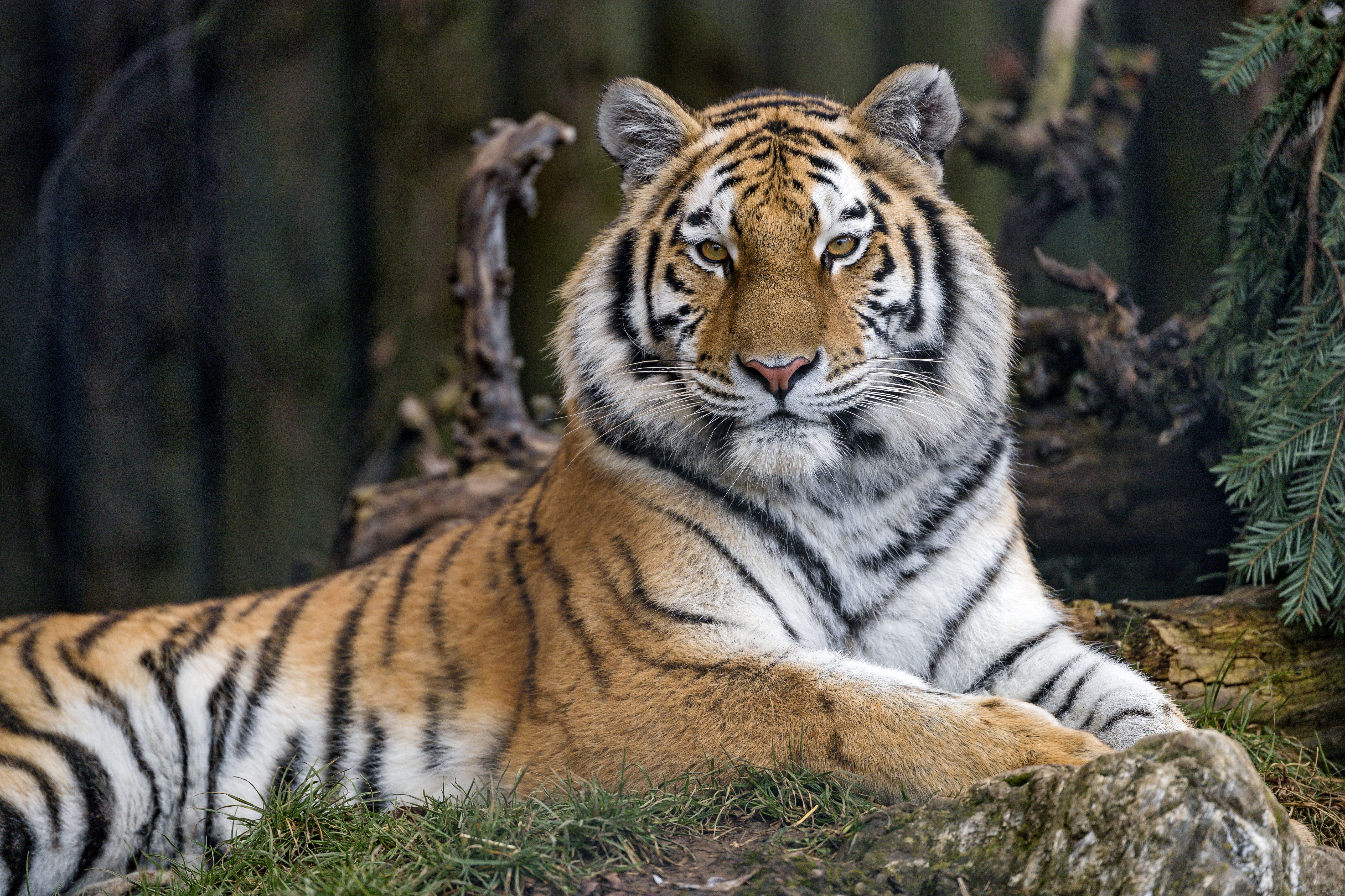 opinion, animals, predator, big cat, sight, tiger lock screen backgrounds