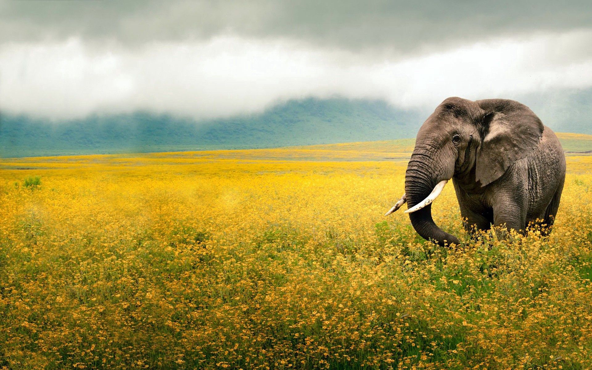 133798 Hintergrundbild herunterladen tiere, grass, sky, feld, bummel, spaziergang, schöne landschaft, elefant, elefanten - Bildschirmschoner und Bilder kostenlos