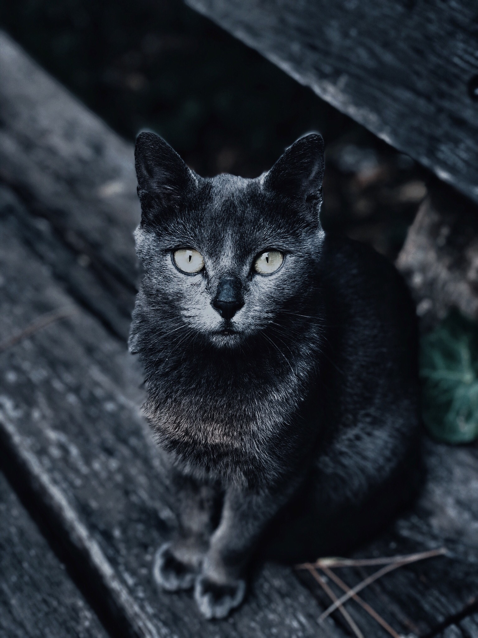 Download mobile wallpaper Opinion, Sight, Animals, Muzzle, Grey, Cat, Smooth, Blur for free.