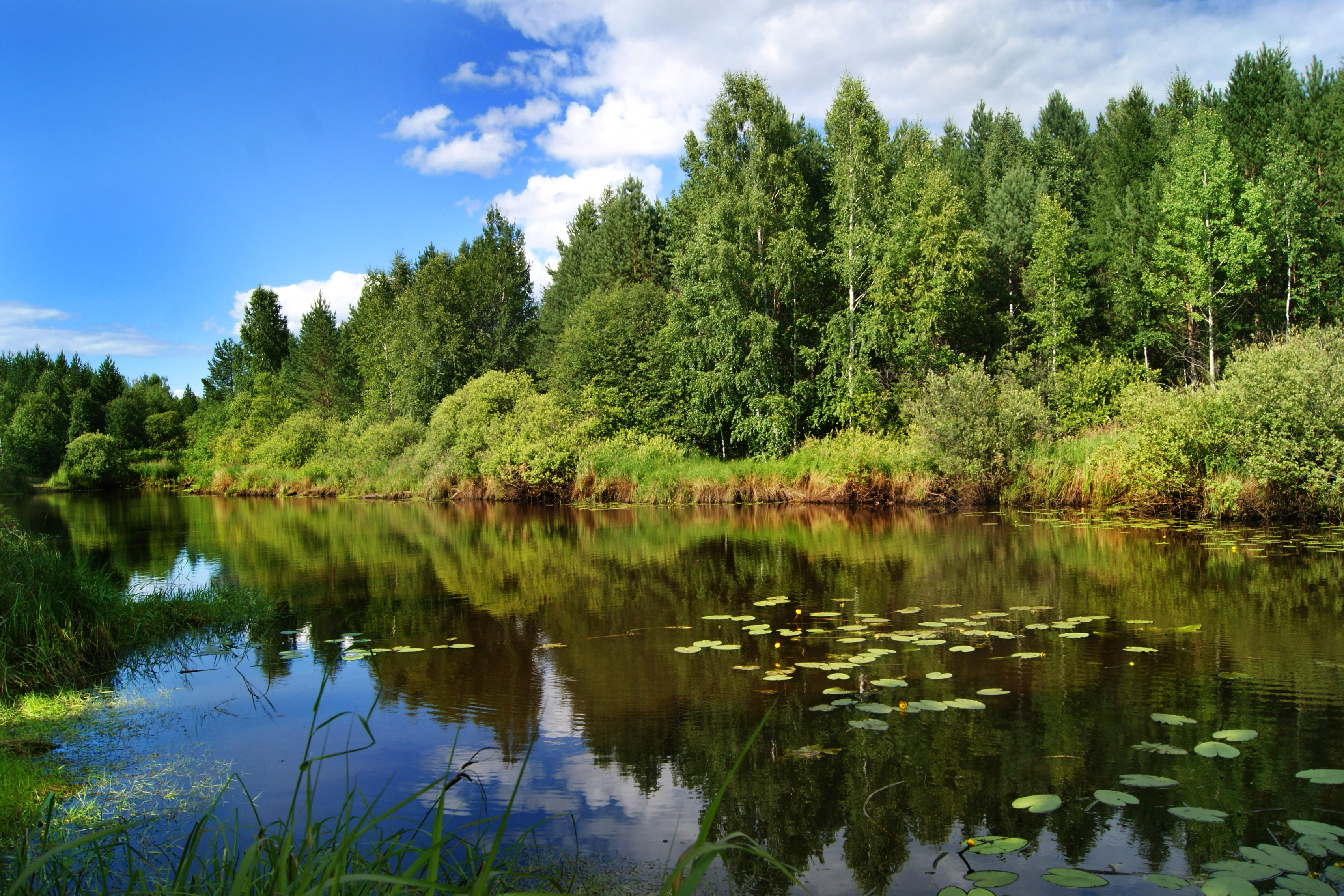 Хомутовский лес пруд
