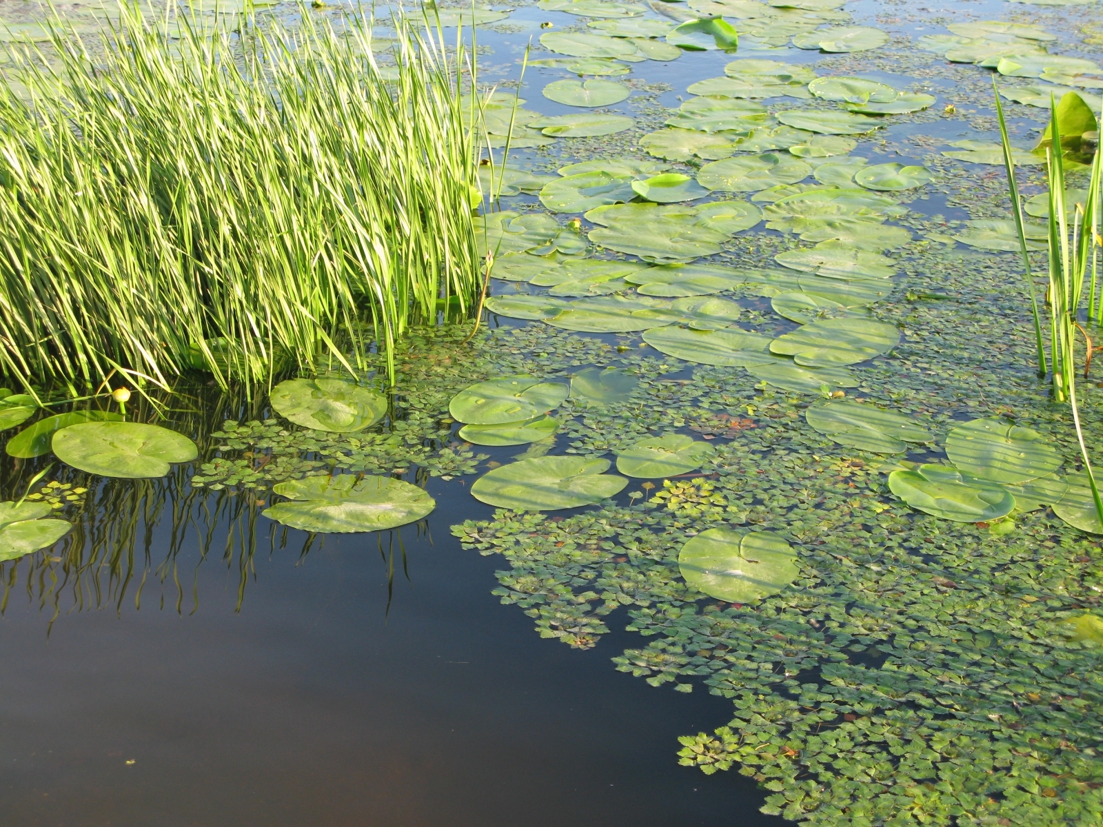 Download mobile wallpaper Water, Landscape, Lilies for free.