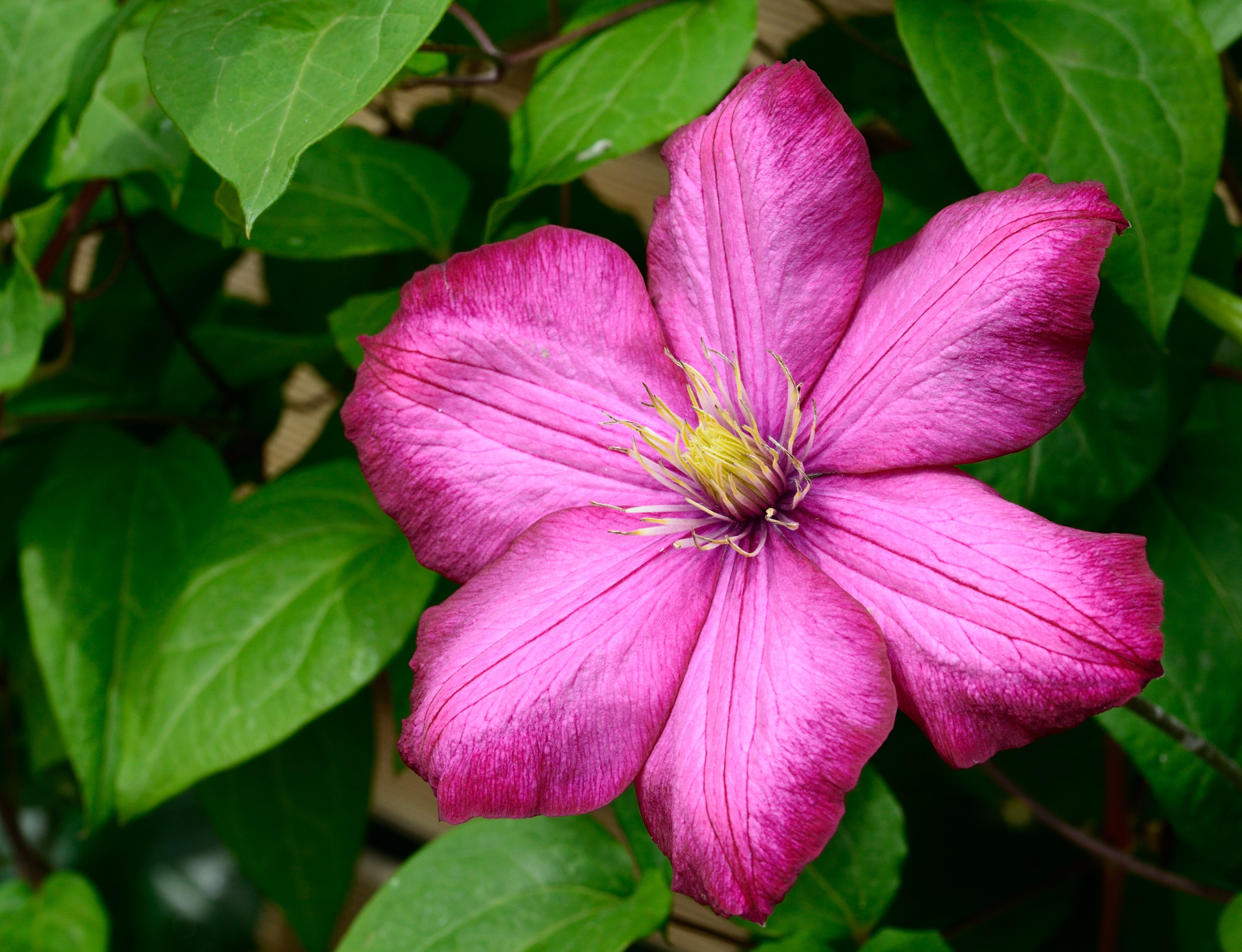 earth, clematis, flower, nature, pink flower, flowers