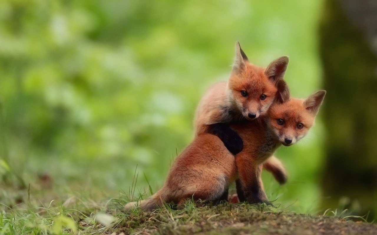 Handy-Wallpaper Fox, Tiere kostenlos herunterladen.