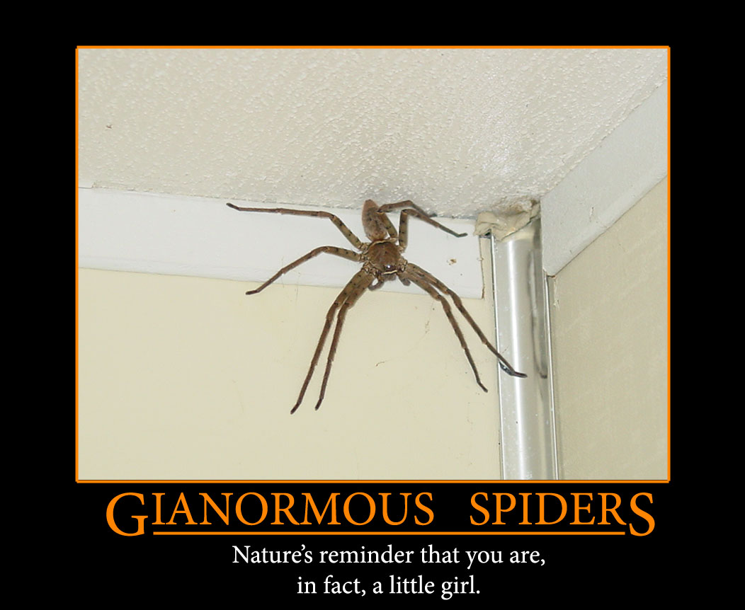 電話スクリーンに最適なクモの壁紙