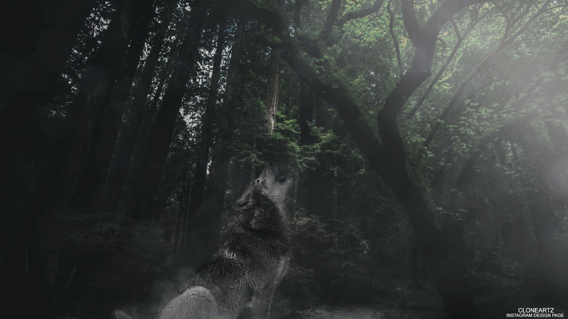 animal, wolf, forest, howling, manipulation, tree, wolves UHD