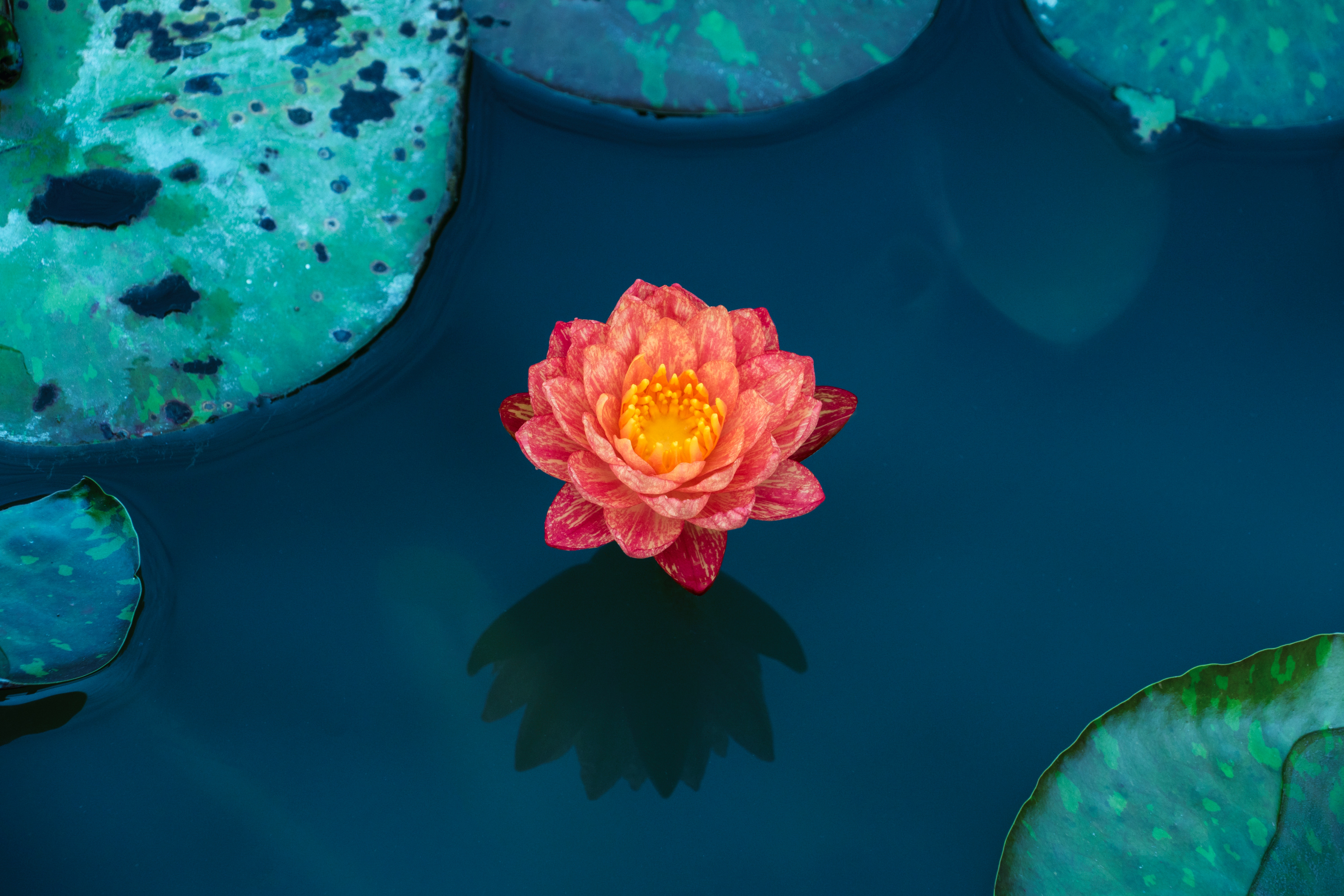 water lily, leaves, lotus, flowers, water, petals phone wallpaper