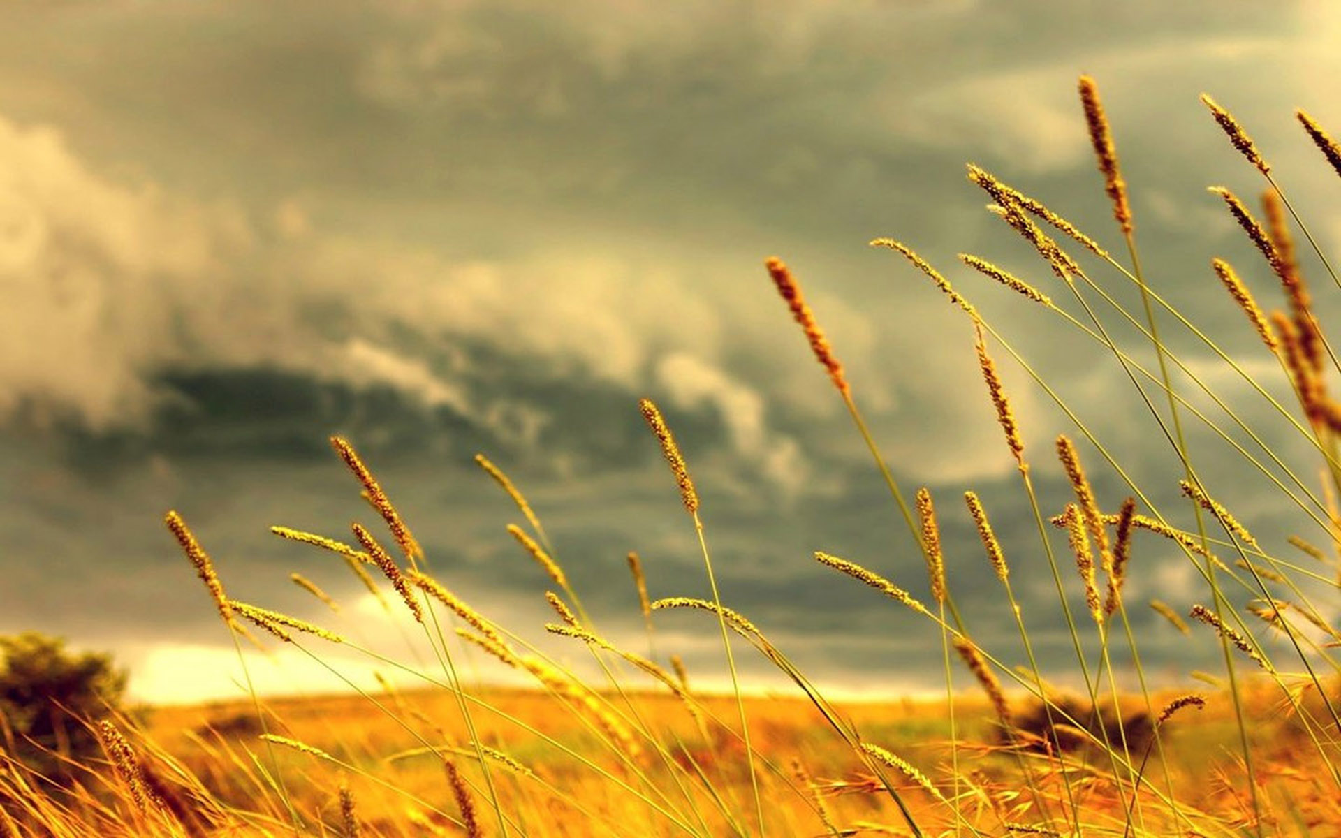 nature, sky, sunset, landscape, earth, field, wheat High Definition image