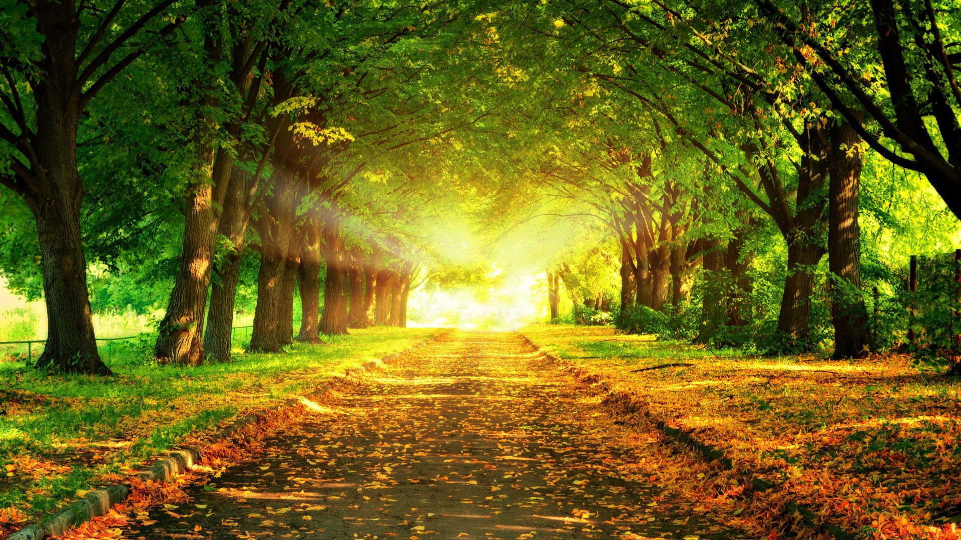 Free download wallpaper Bright, Park, Tree, Sunlight, Photography on your PC desktop