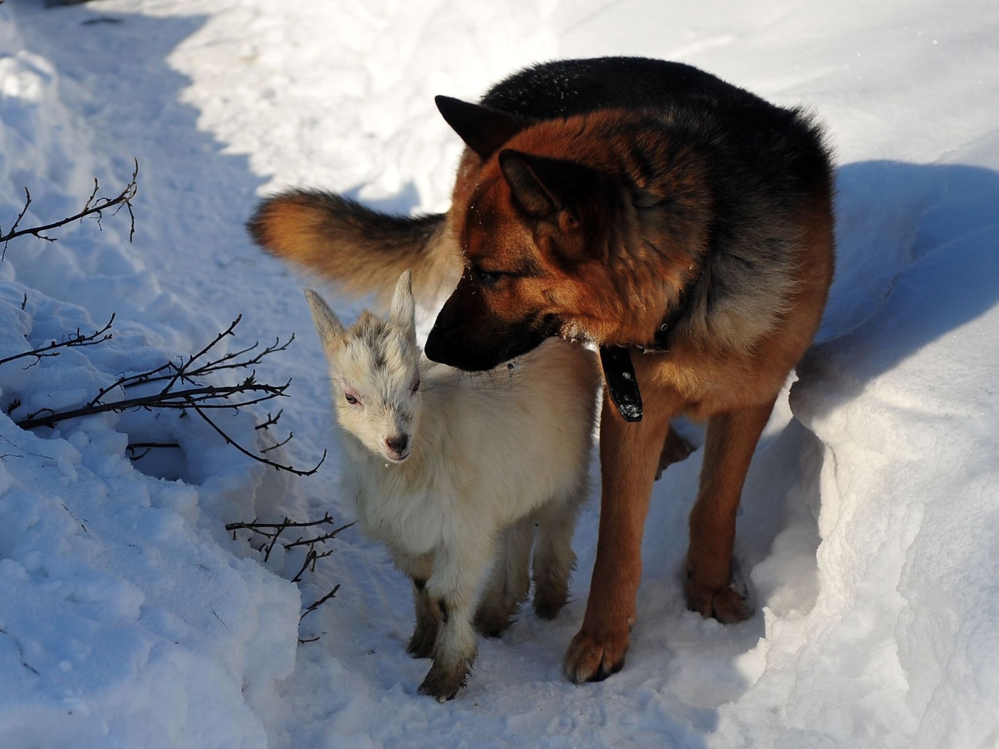 Handy-Wallpaper Tiere, Schnee, Winter, Hund, Jagd kostenlos herunterladen.
