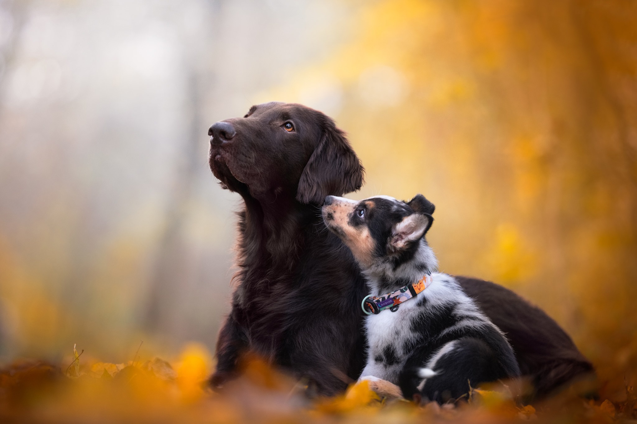 Download mobile wallpaper Dogs, Dog, Animal, Baby Animal, Depth Of Field for free.