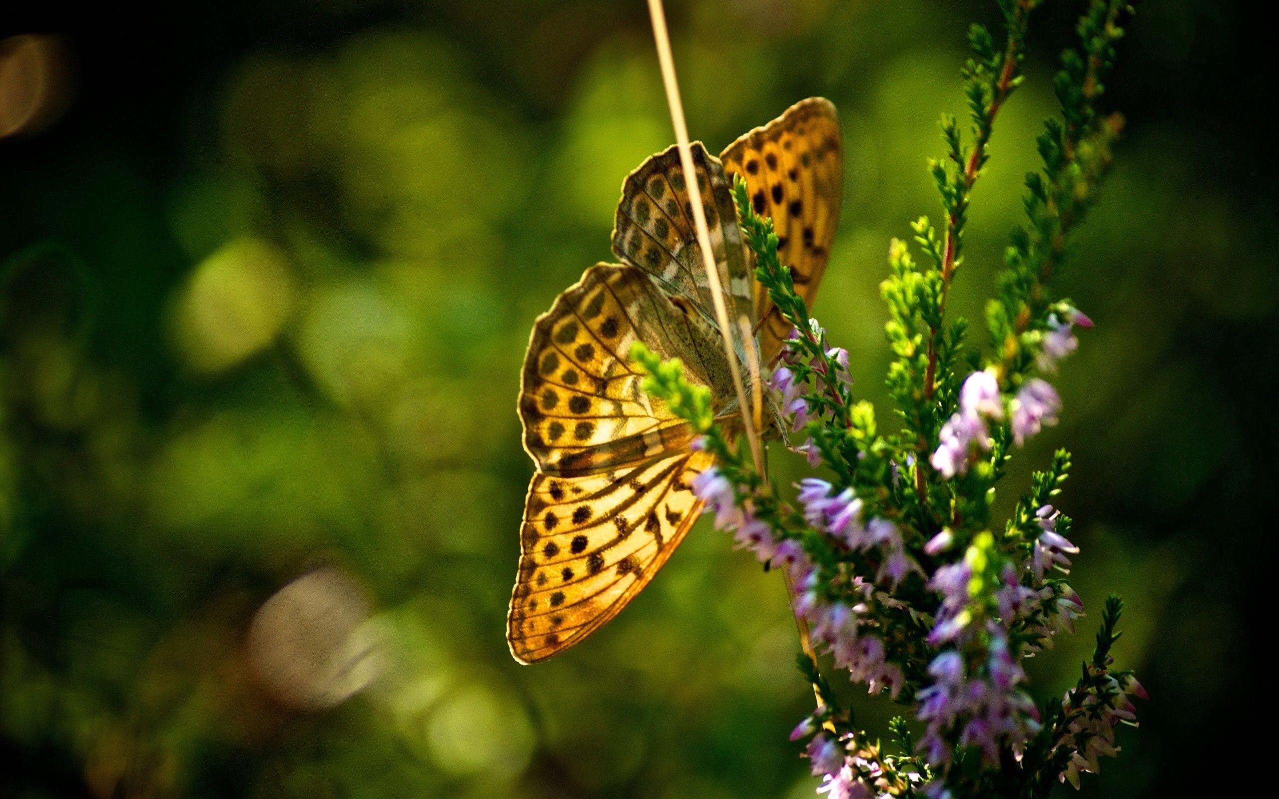 Laden Sie das Flug, Grass, Makro, Schmetterling, Pflanze-Bild kostenlos auf Ihren PC-Desktop herunter