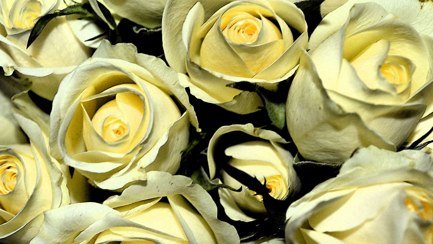 Бело желтые розы