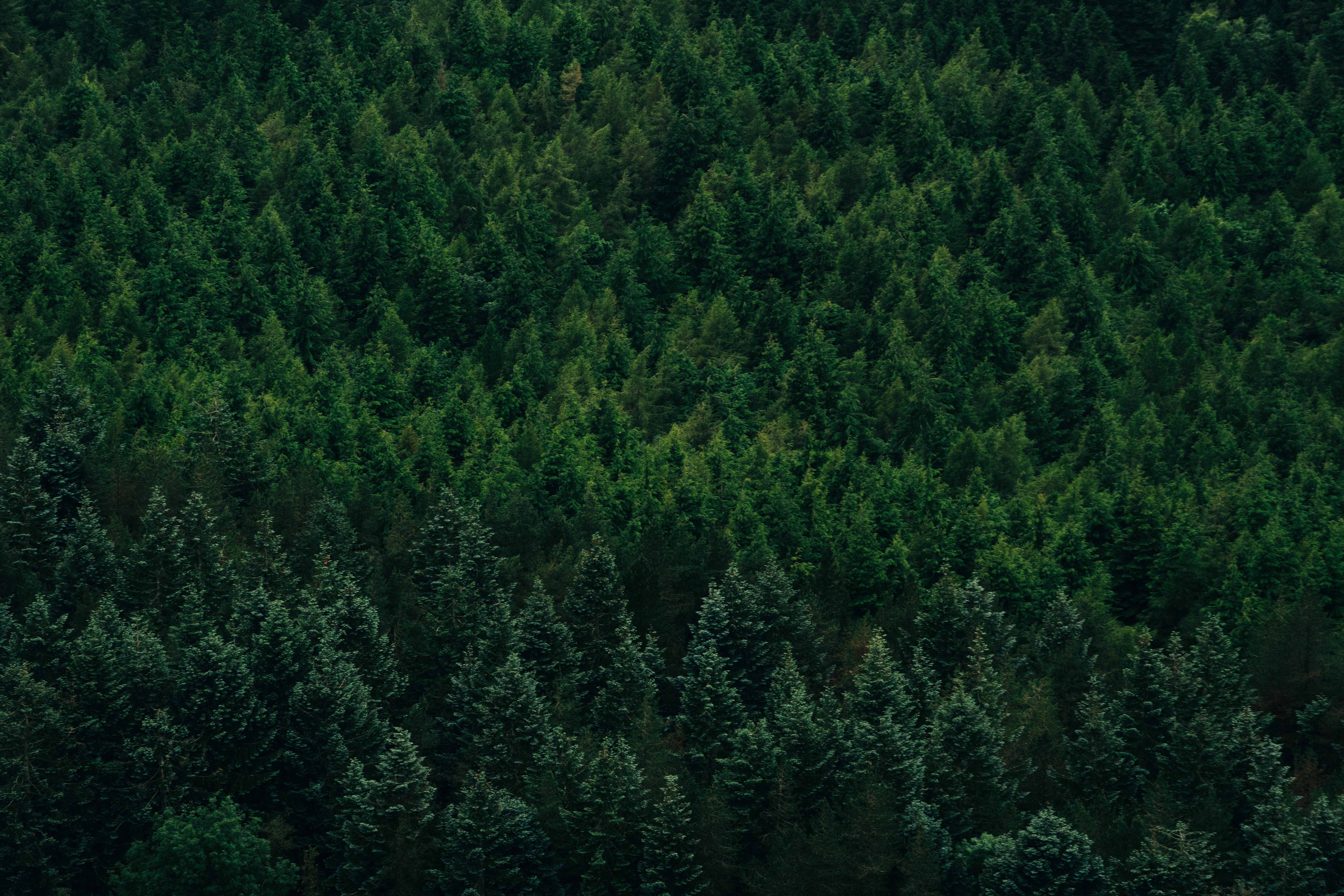 Laden Sie das Bäume, Natur, Nadel, Nadelholz, Blick Von Oben, Wald-Bild kostenlos auf Ihren PC-Desktop herunter