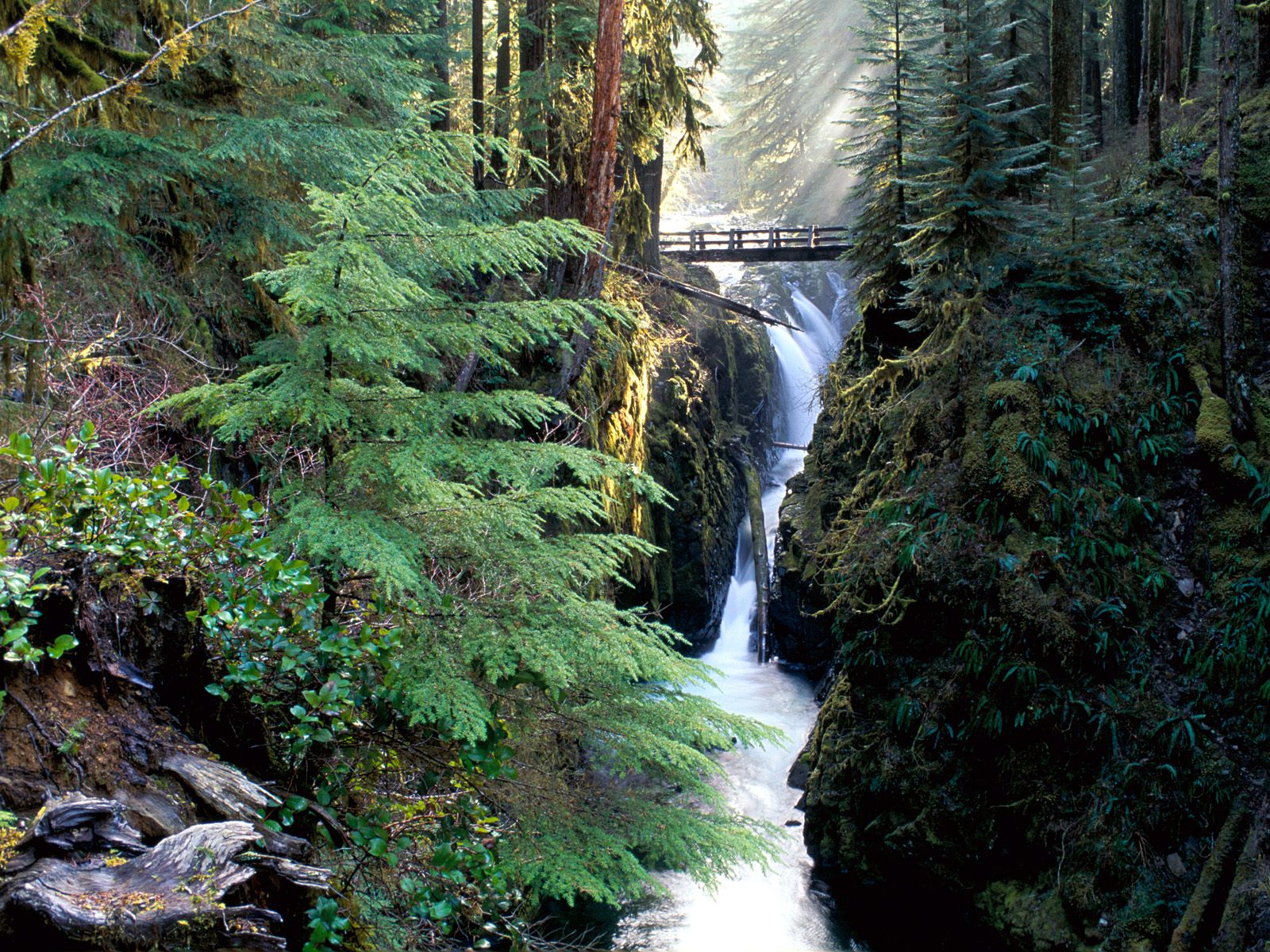 forest, earth, stream, bridge, tree, waterfall cellphone