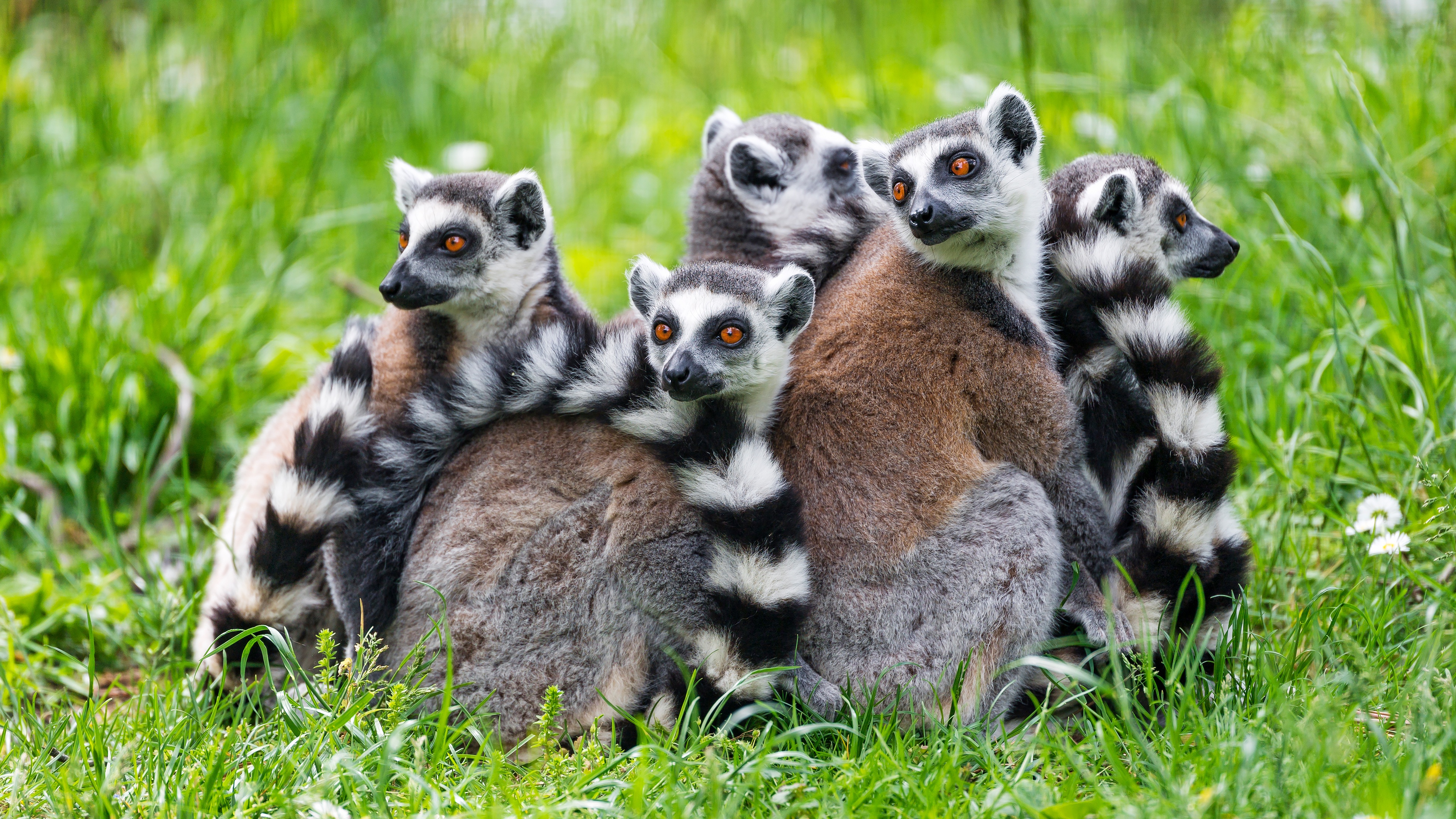 478400 Bild herunterladen tiere, lemur, affen - Hintergrundbilder und Bildschirmschoner kostenlos
