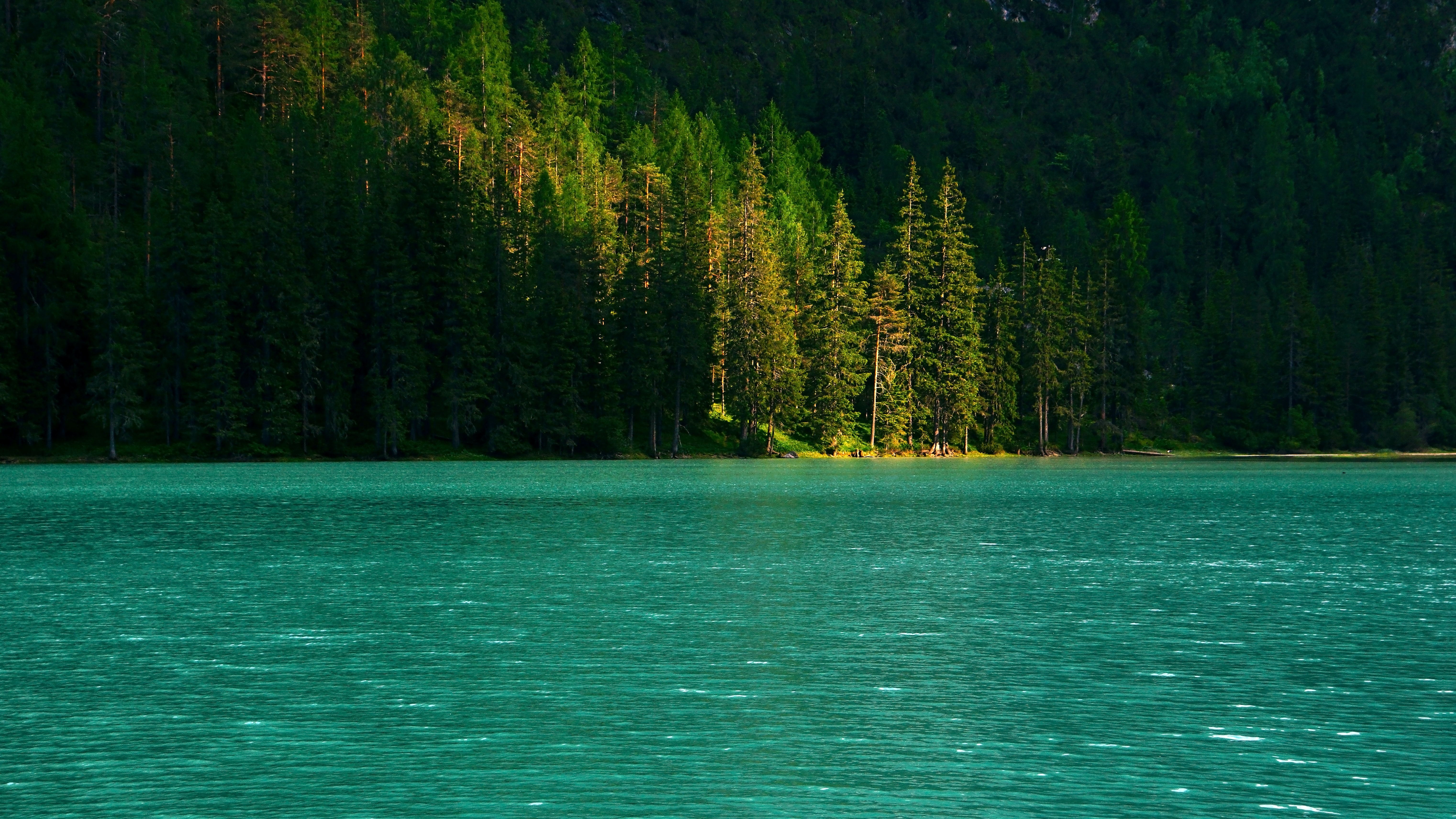 lake, nature, water, trees, glare, spruce, fir 8K