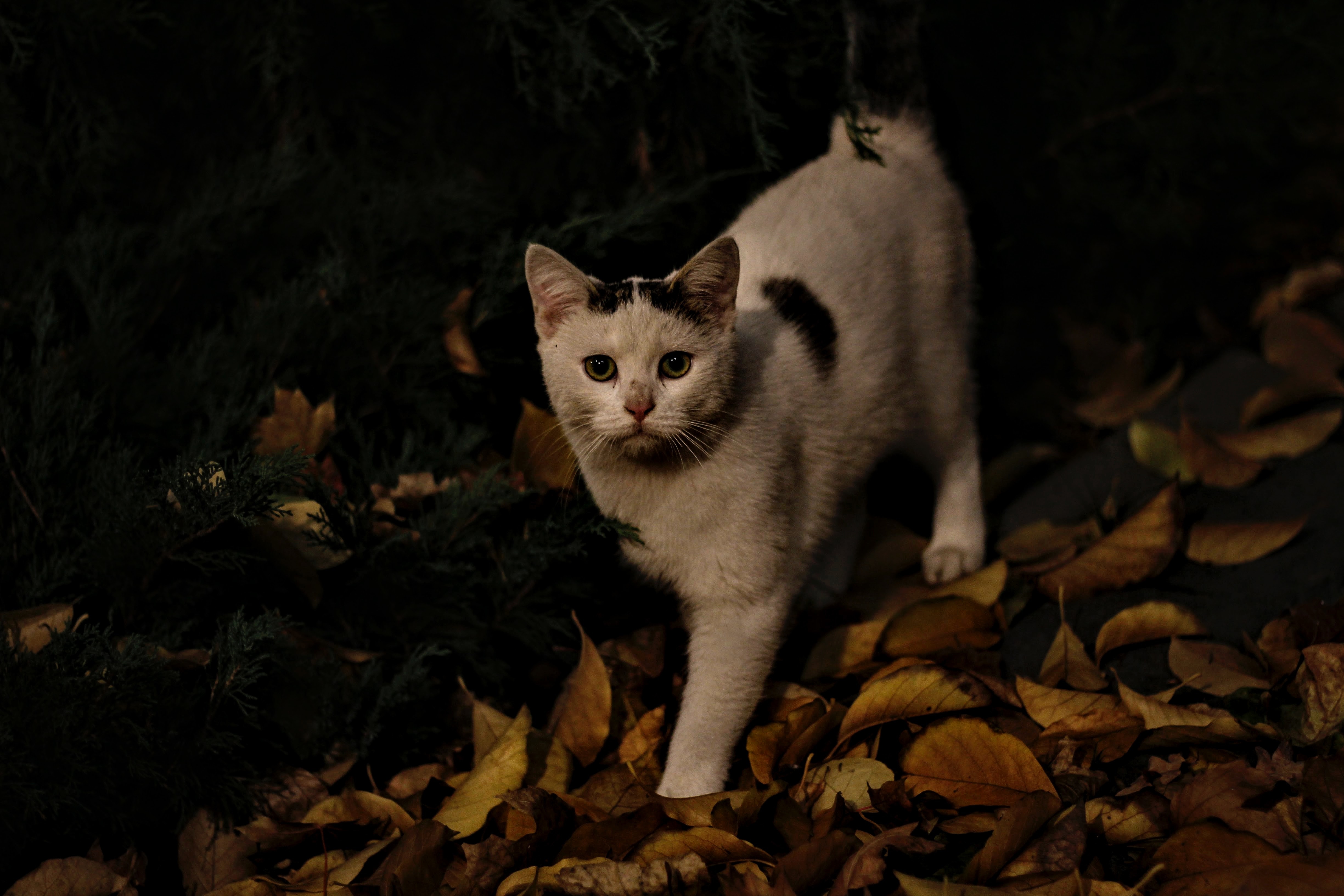 Download mobile wallpaper Animals, Street, Cat, Autumn for free.