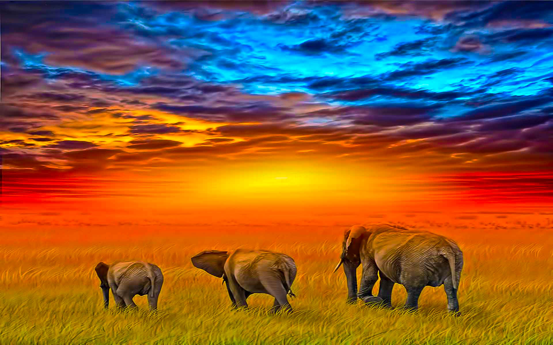 african bush elephant, elephants, animal