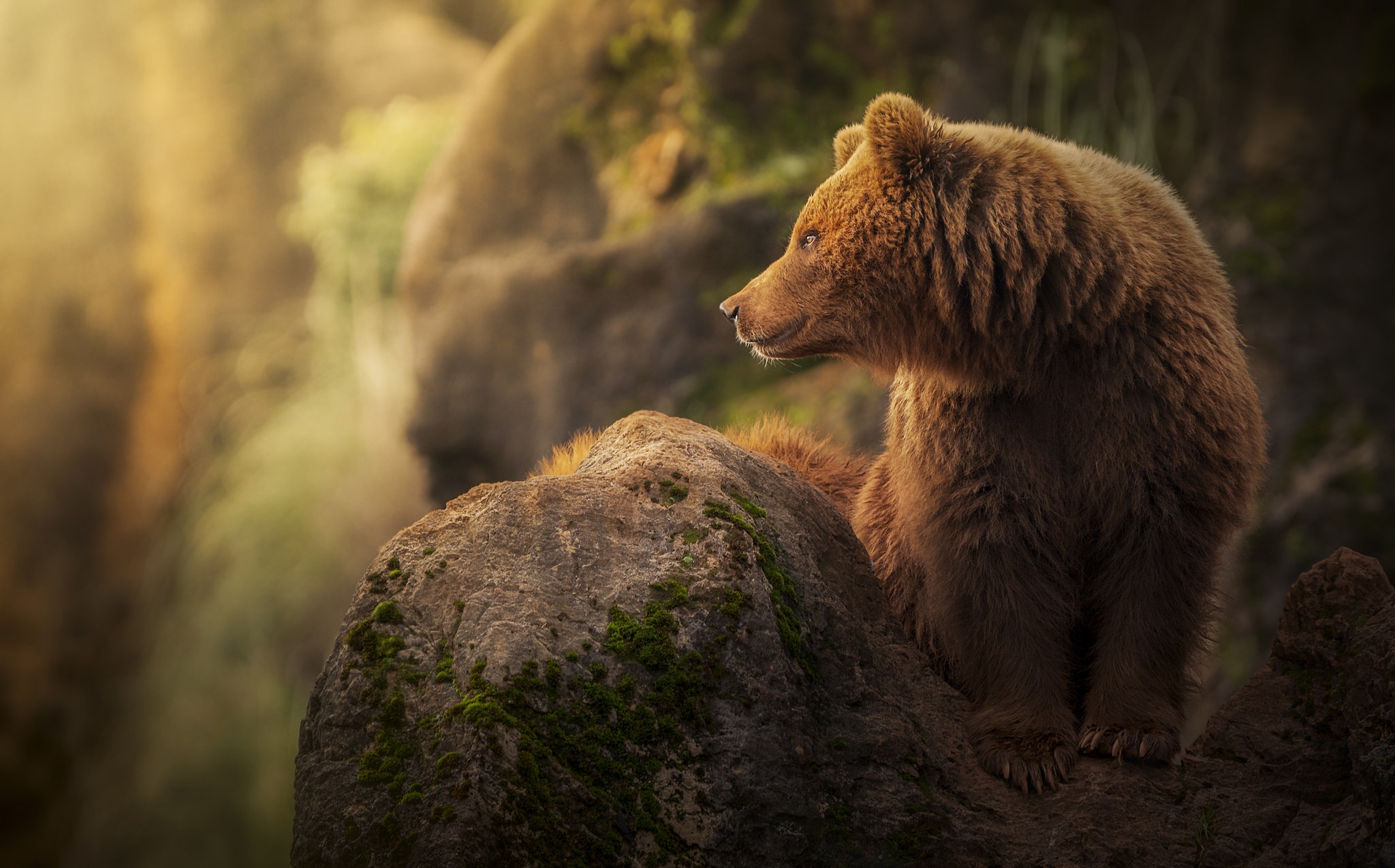 Медведь оглядывается