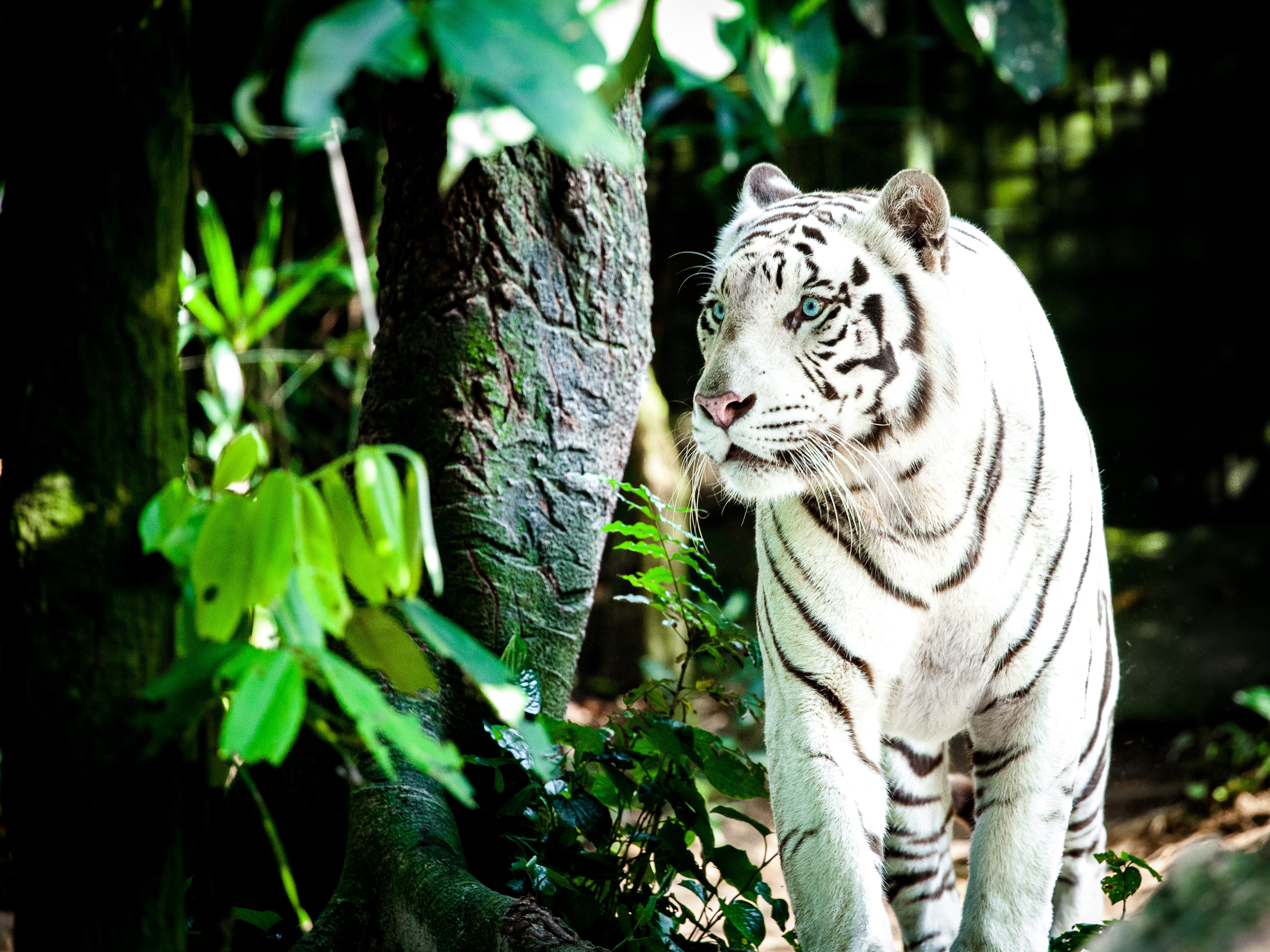 Белый тигр красивые картинки