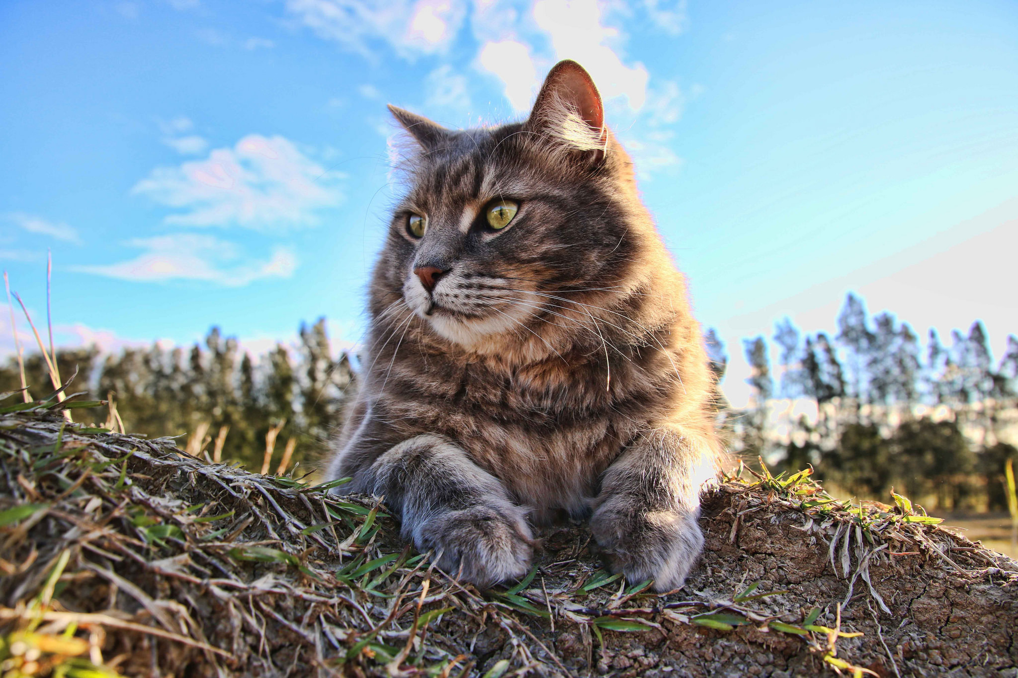 Сибирская кошка полосатая