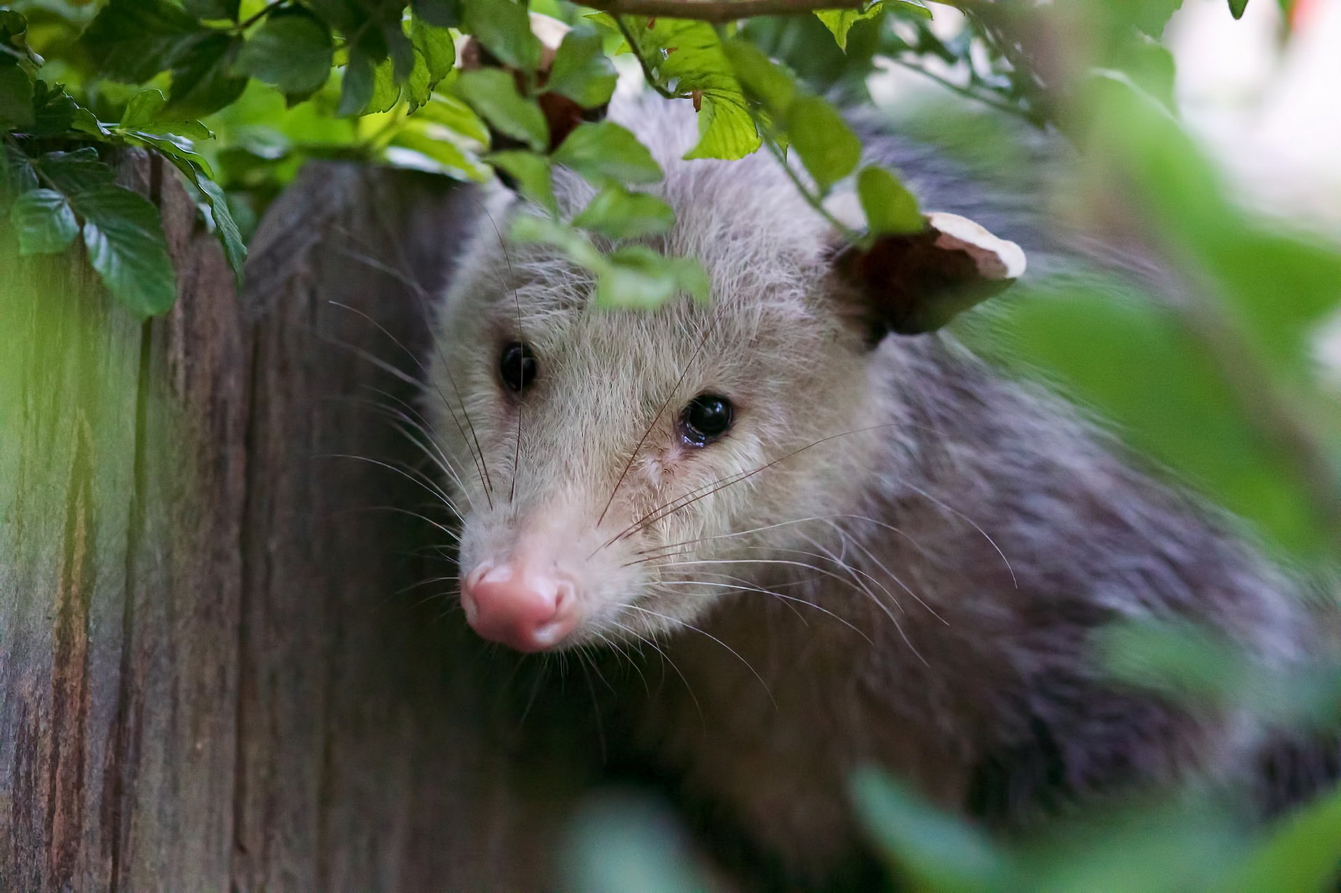 792770 télécharger le fond d'écran animaux, opossum - économiseurs d'écran et images gratuitement