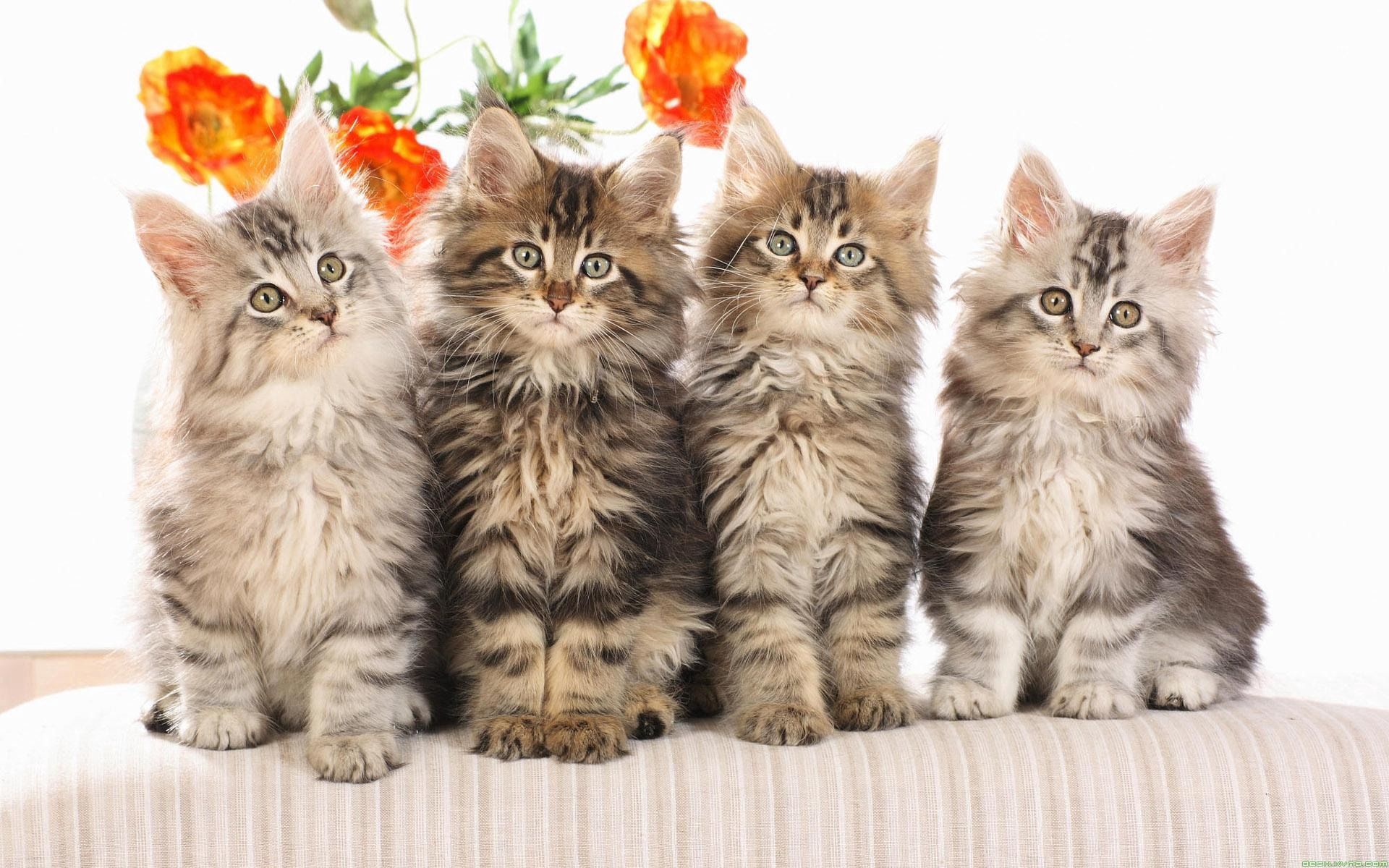 73313 завантажити шпалери кішки, коти, пухнастий, тварини, квіти - заставки і картинки безкоштовно