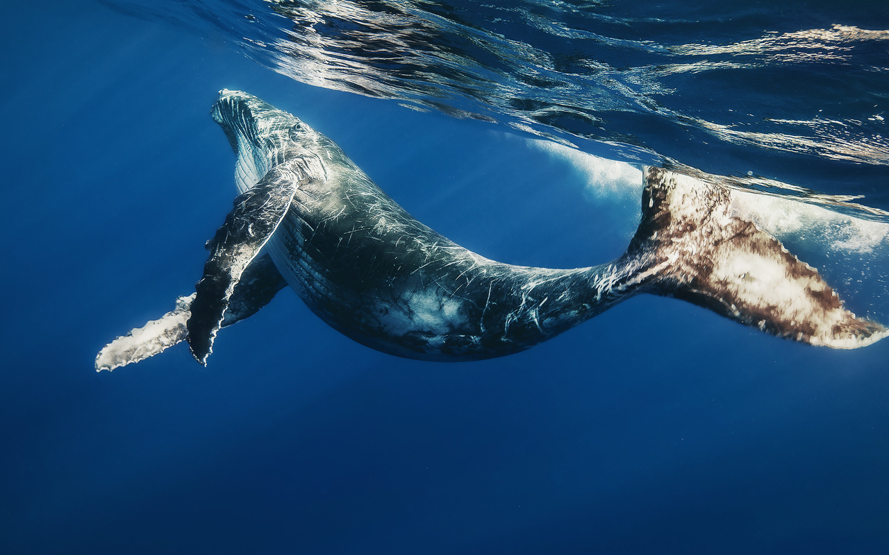 21678 baixar papel de parede animais, mar, baleias, azul - protetores de tela e imagens gratuitamente