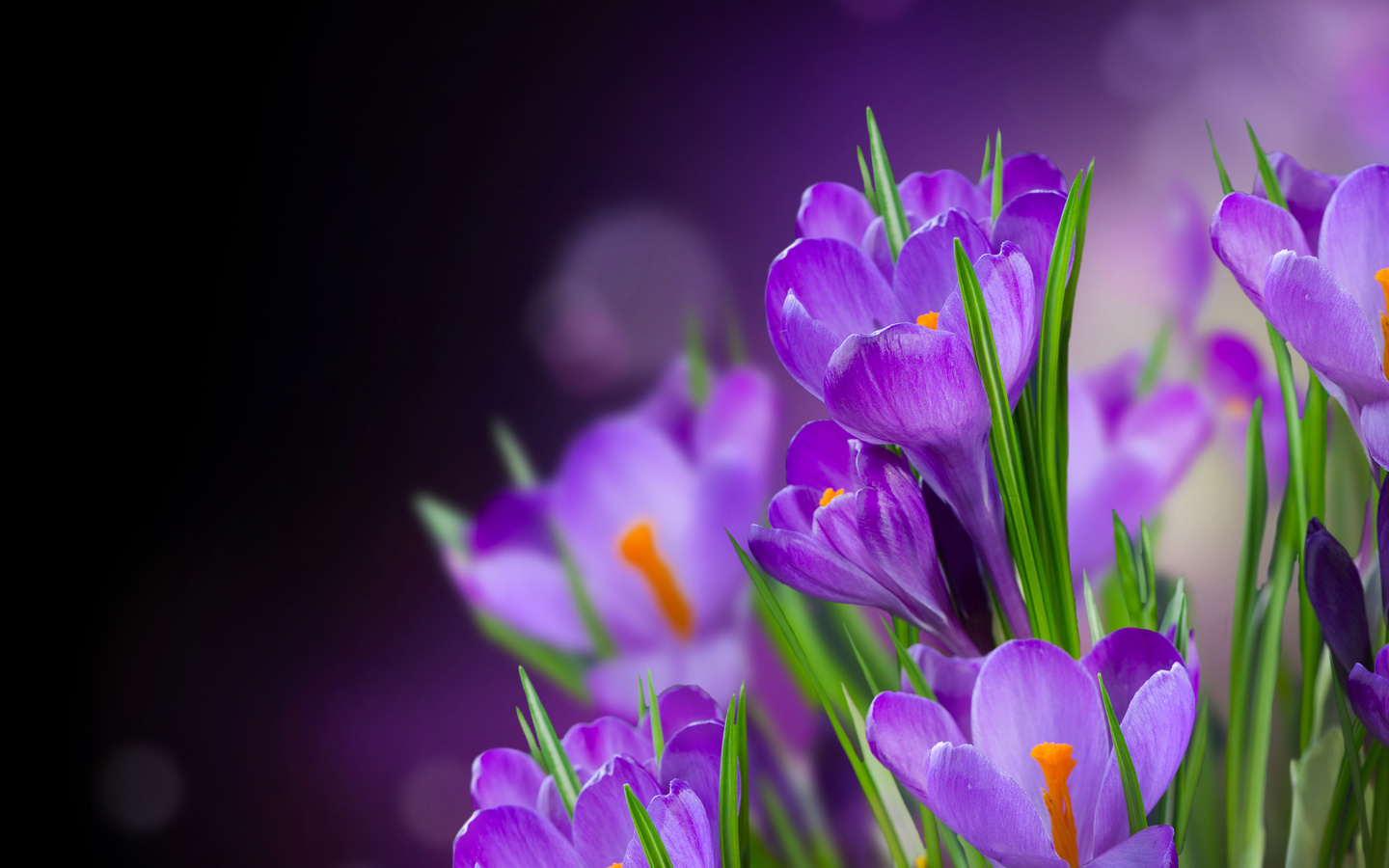plants, violet, flowers QHD