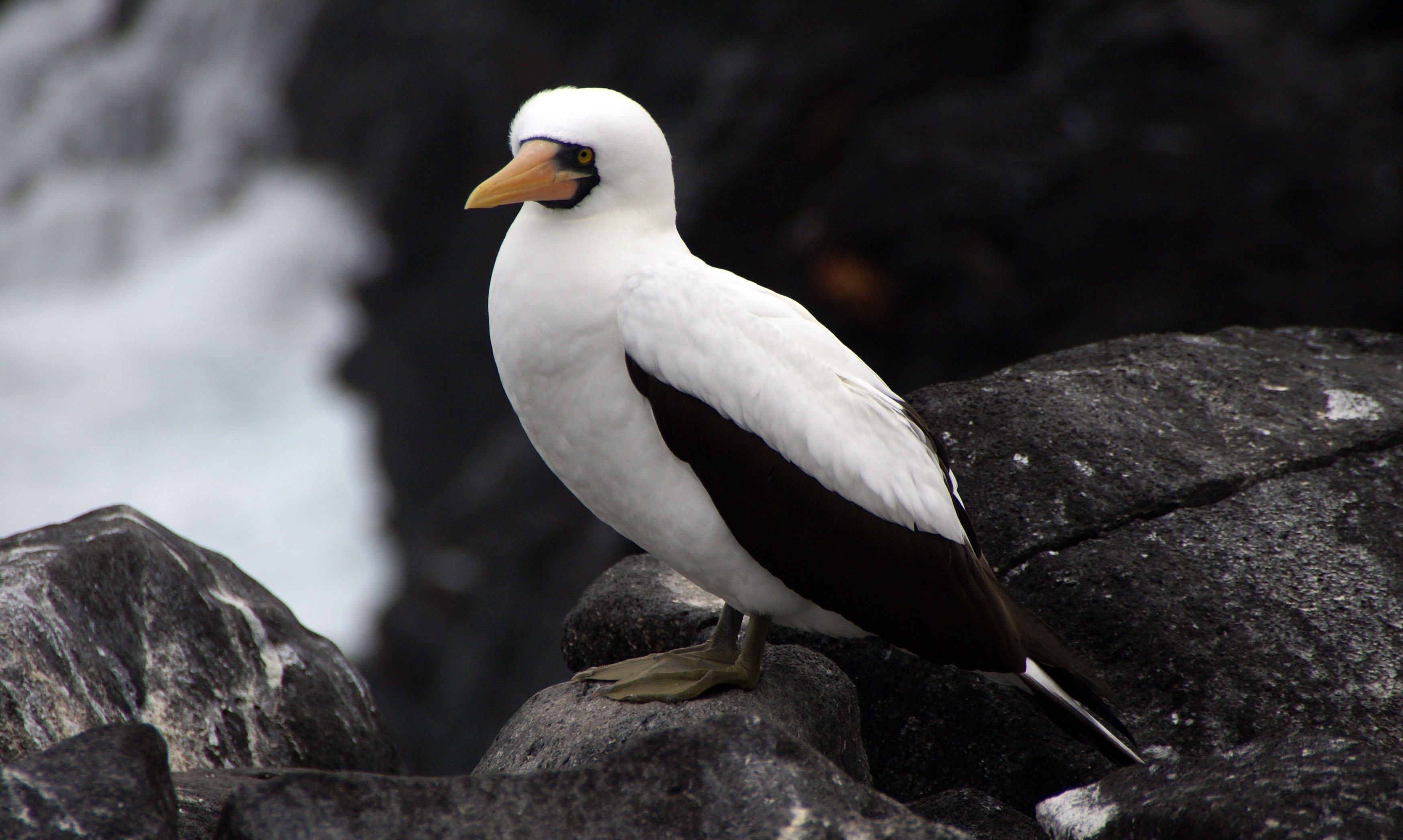 Die besten Galapagos Inseln-Hintergründe für den Telefonbildschirm