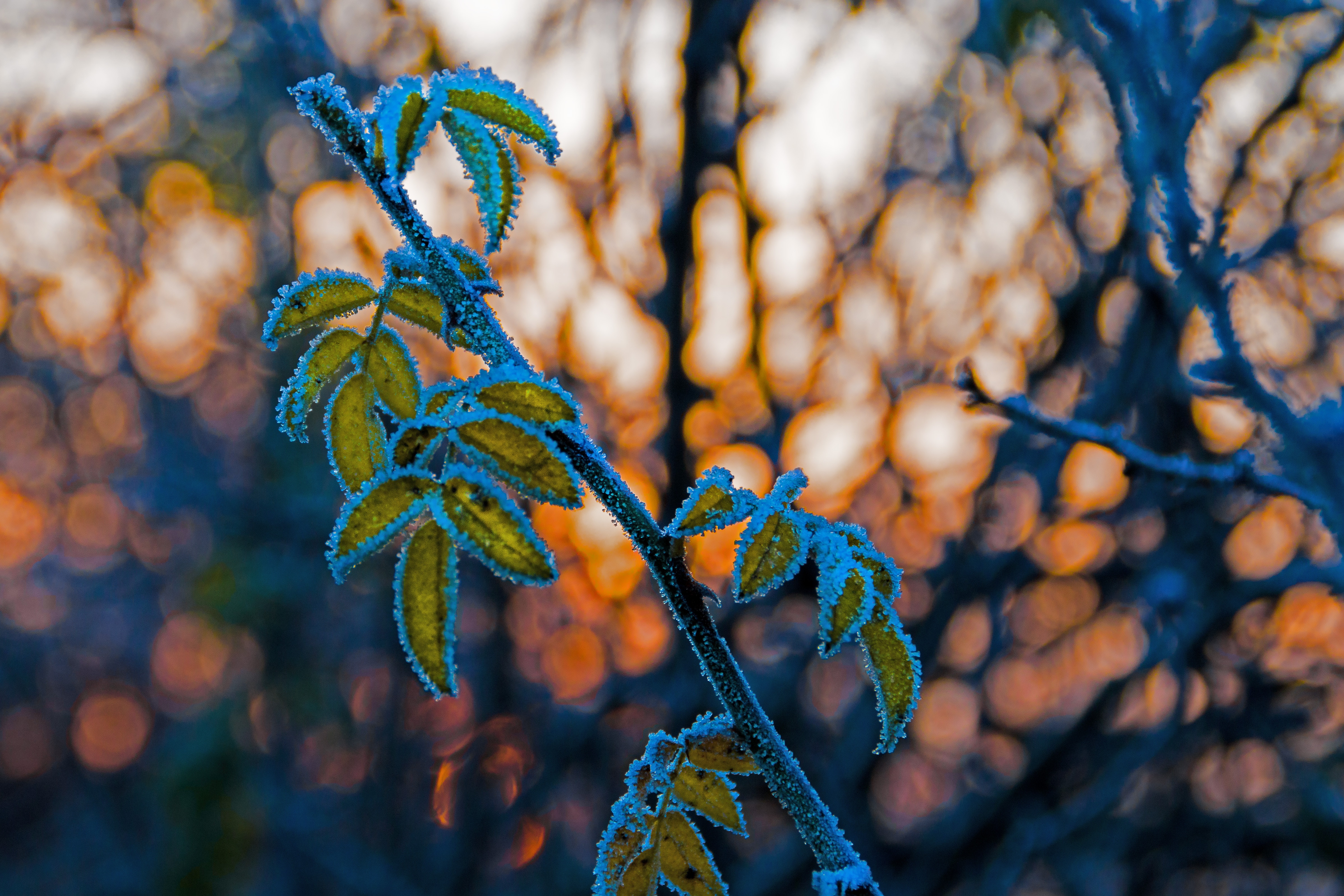 Download mobile wallpaper Hoarfrost, Frost, Leaves, Smooth, Macro, Branch, Blur for free.