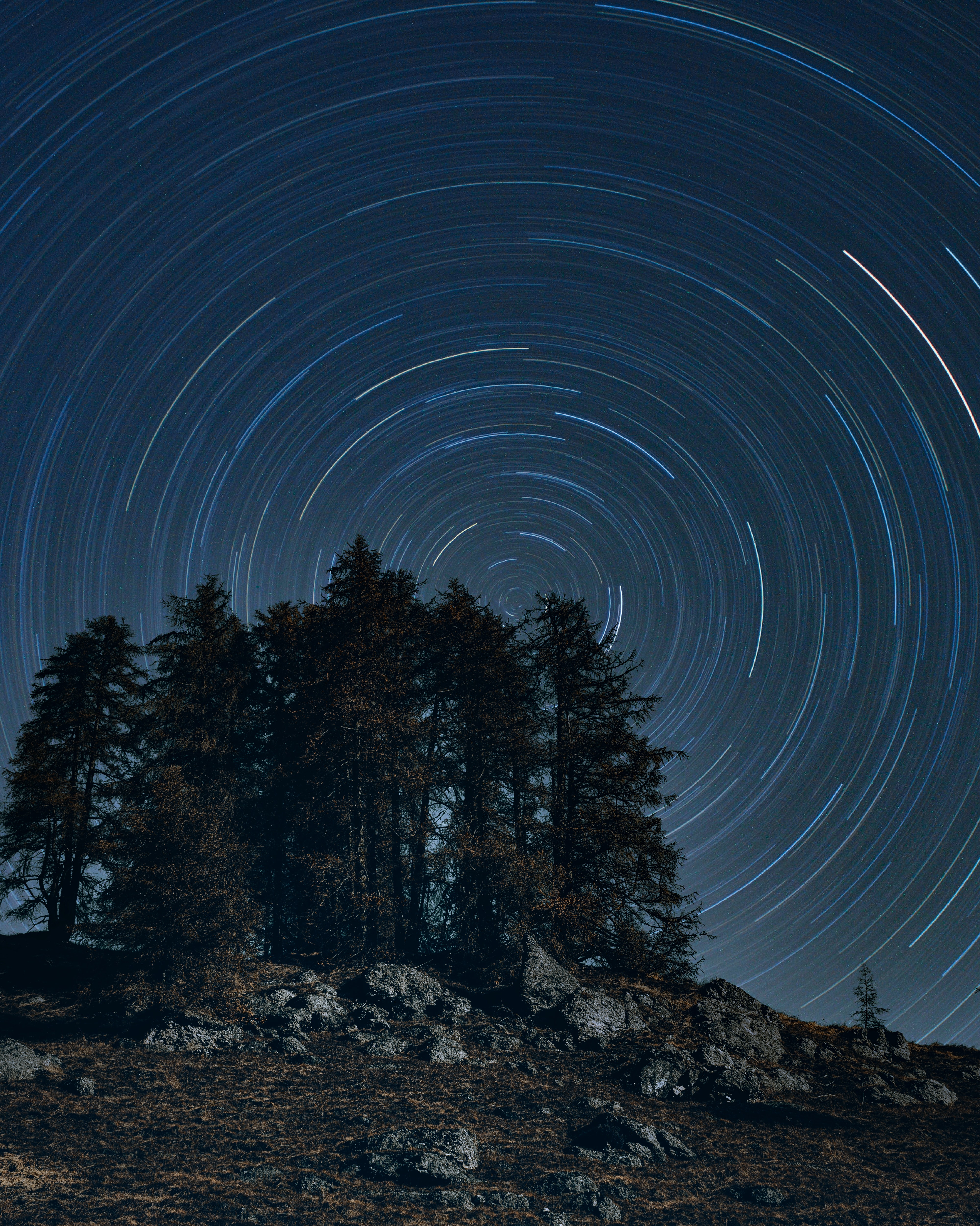 long exposure, dark, trees, night, starry sky, rotation cell phone wallpapers