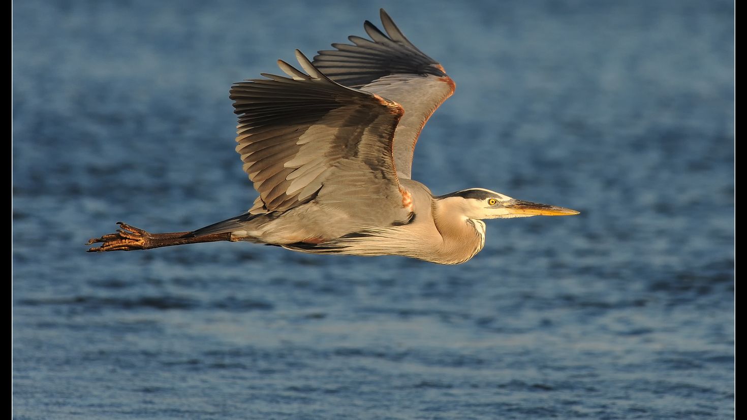 Heron перевод