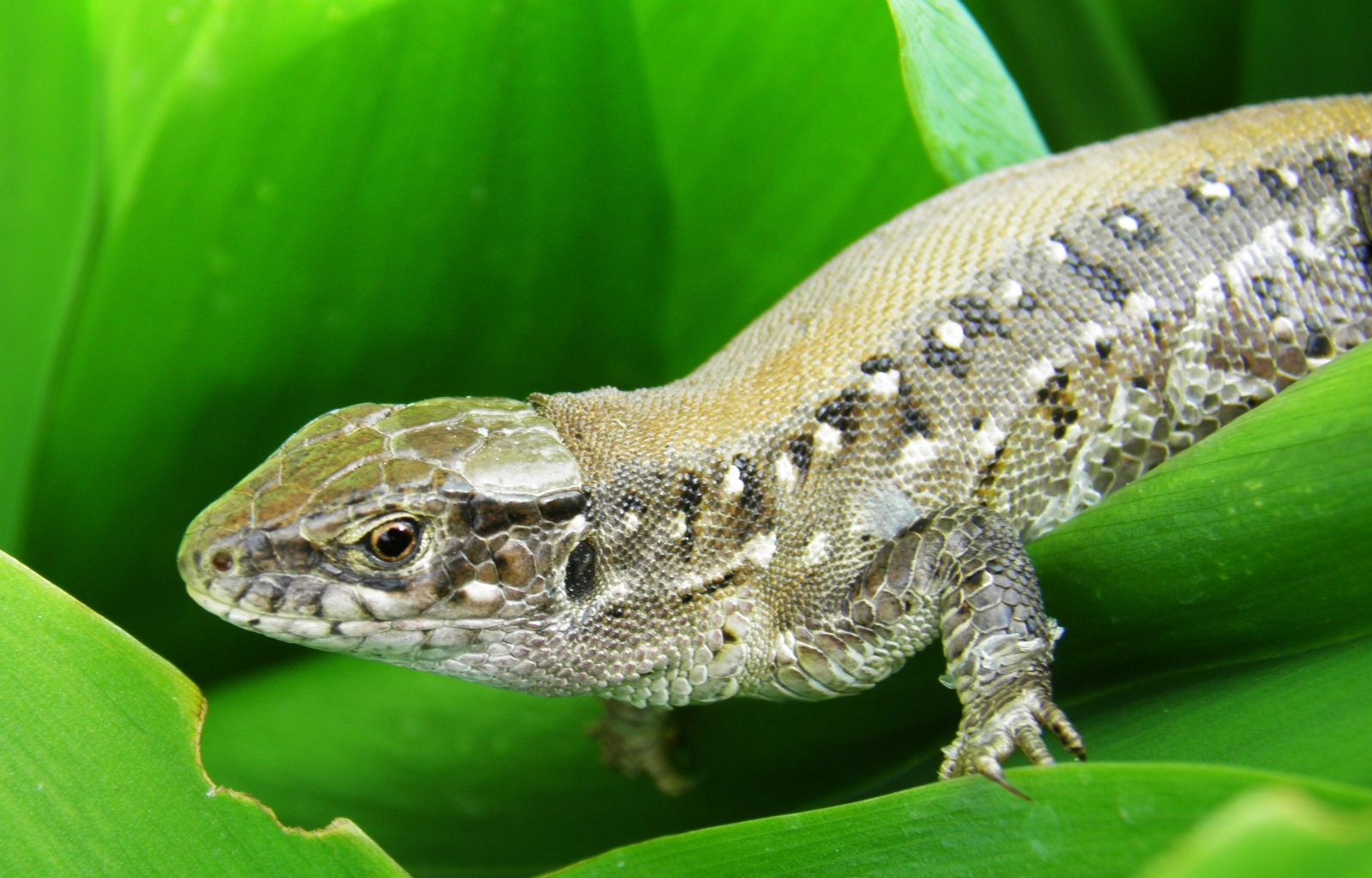 Download mobile wallpaper Lizards, Animals for free.