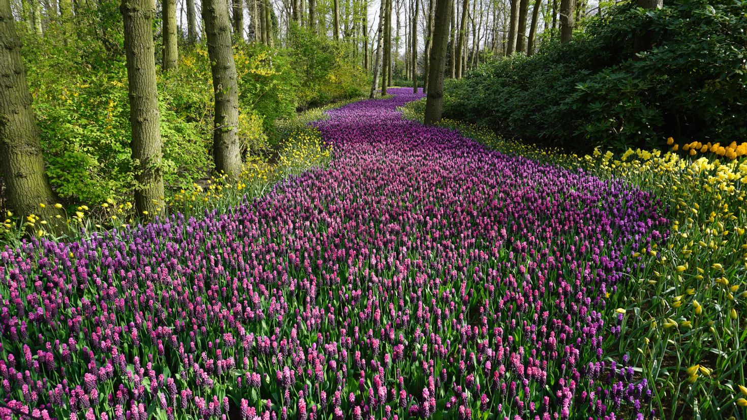 Много цветов в природе. Лесные цветы. Весенние цветы Лесные фиолетовые. Сиреневые цветочки в лесу. Цветы растущие в лесу.