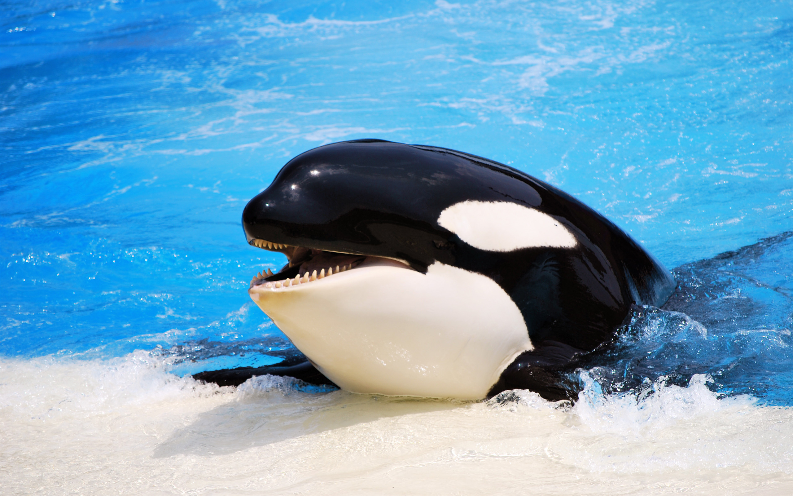 577933 descargar fondo de pantalla animales, orca: protectores de pantalla e imágenes gratis