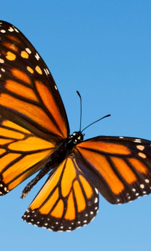 1295947 скачать обои животные, бабочка, бабочка монарх - заставки и картинки бесплатно