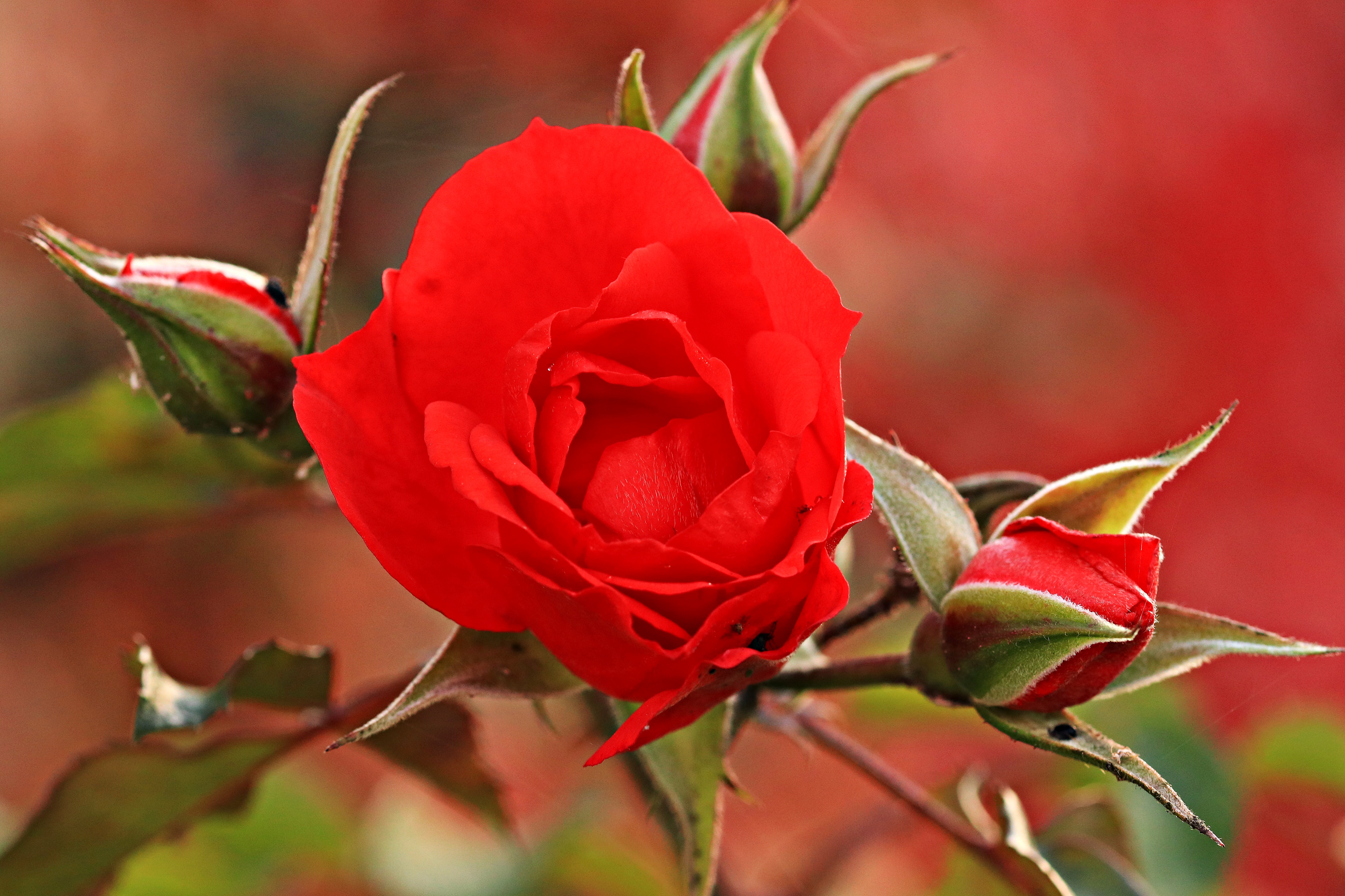 Download mobile wallpaper Flowers, Flower, Rose, Bud, Close Up, Earth, Red Rose, Red Flower for free.