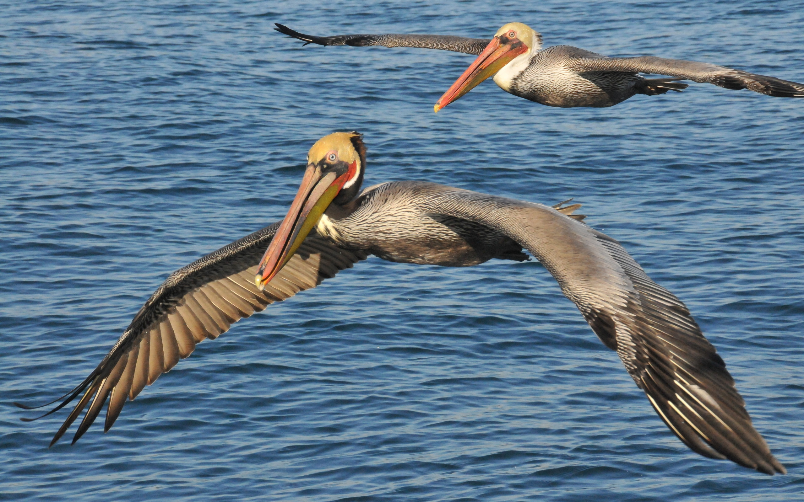 296602 Bild herunterladen tiere, pelikan, kalifornischer brauner pelikan, vögel - Hintergrundbilder und Bildschirmschoner kostenlos