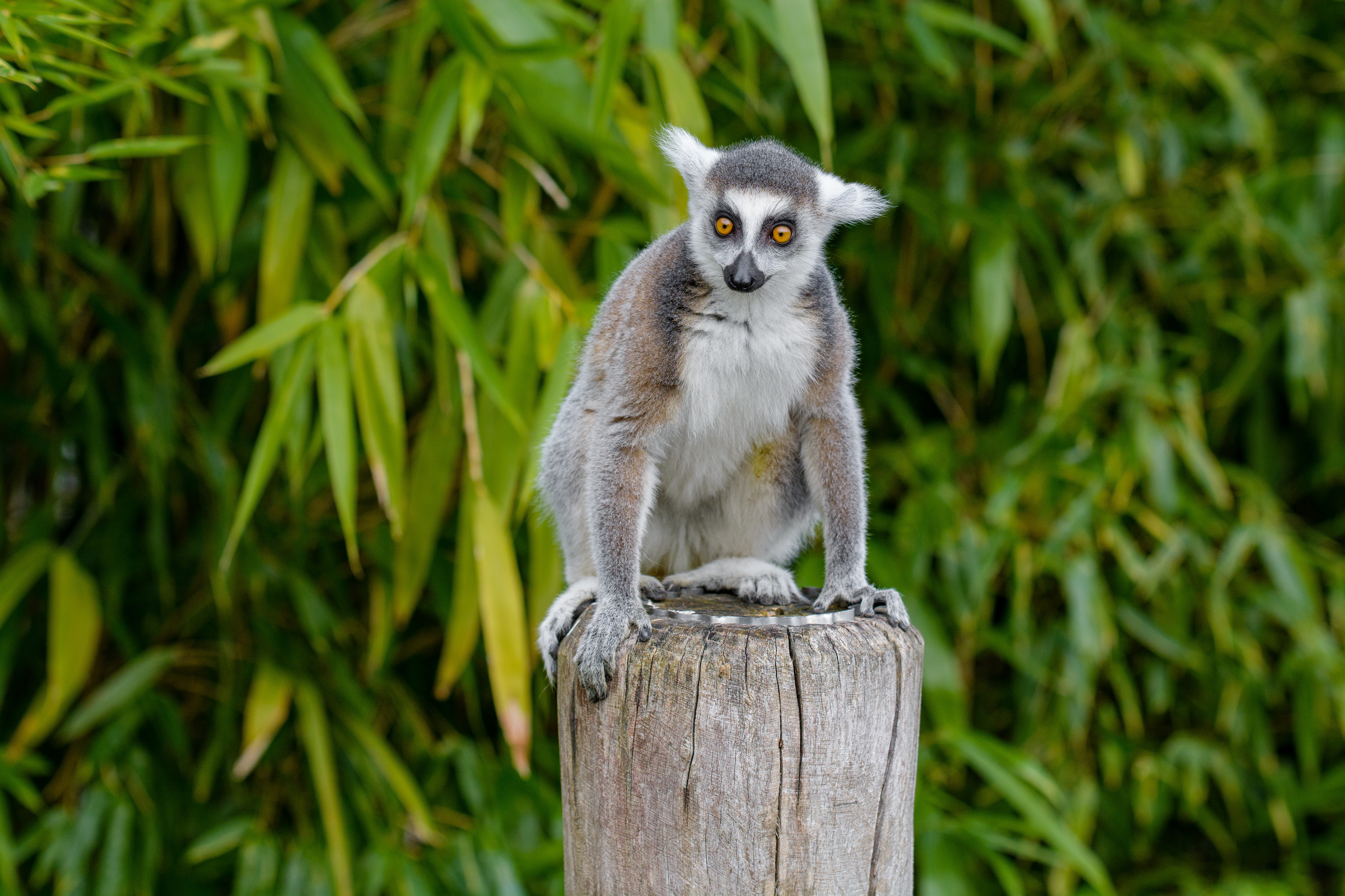 Download mobile wallpaper Lemur, Sweetheart, Nice, Animal, Animals for free.