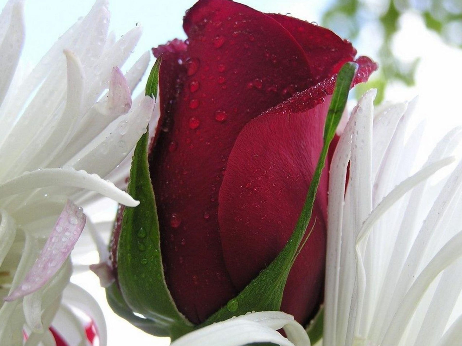 macro, red rose, drops, flower, petals, bright color 32K