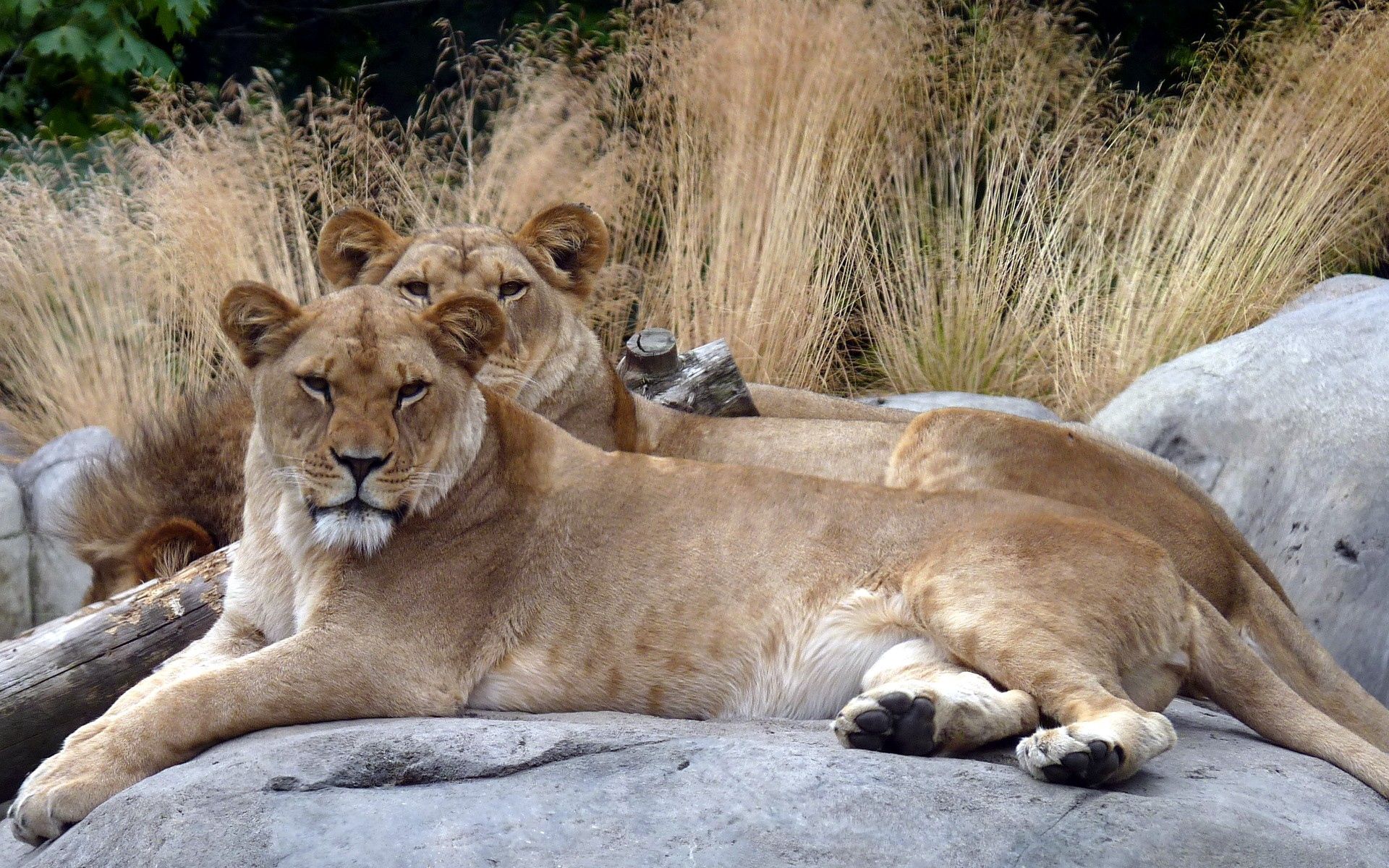 Download mobile wallpaper To Lie Down, Lie, Grass, Stones, Animals, Pair, Couple, Lions for free.