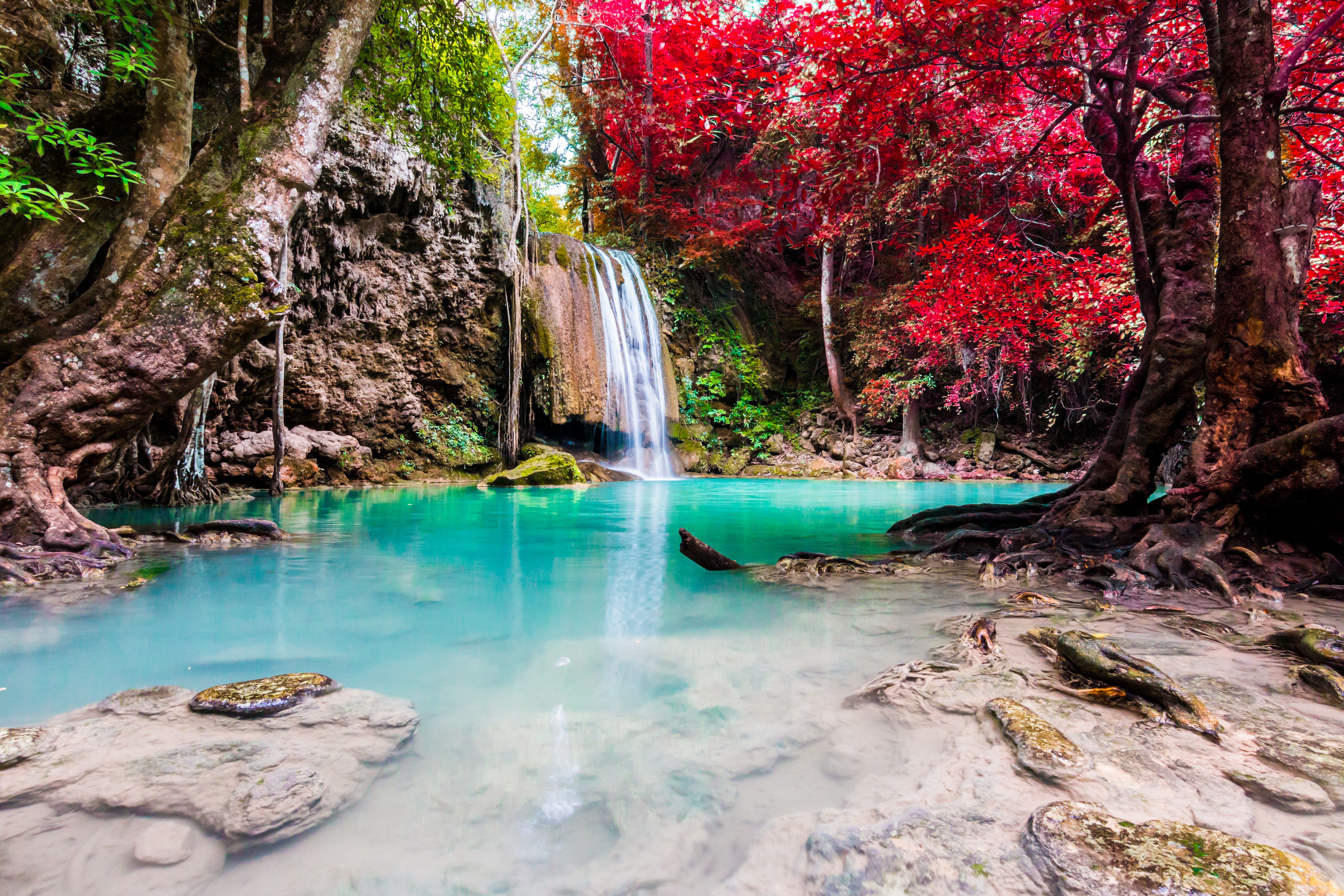 необыкновенные деревья на планете с водопадами фото